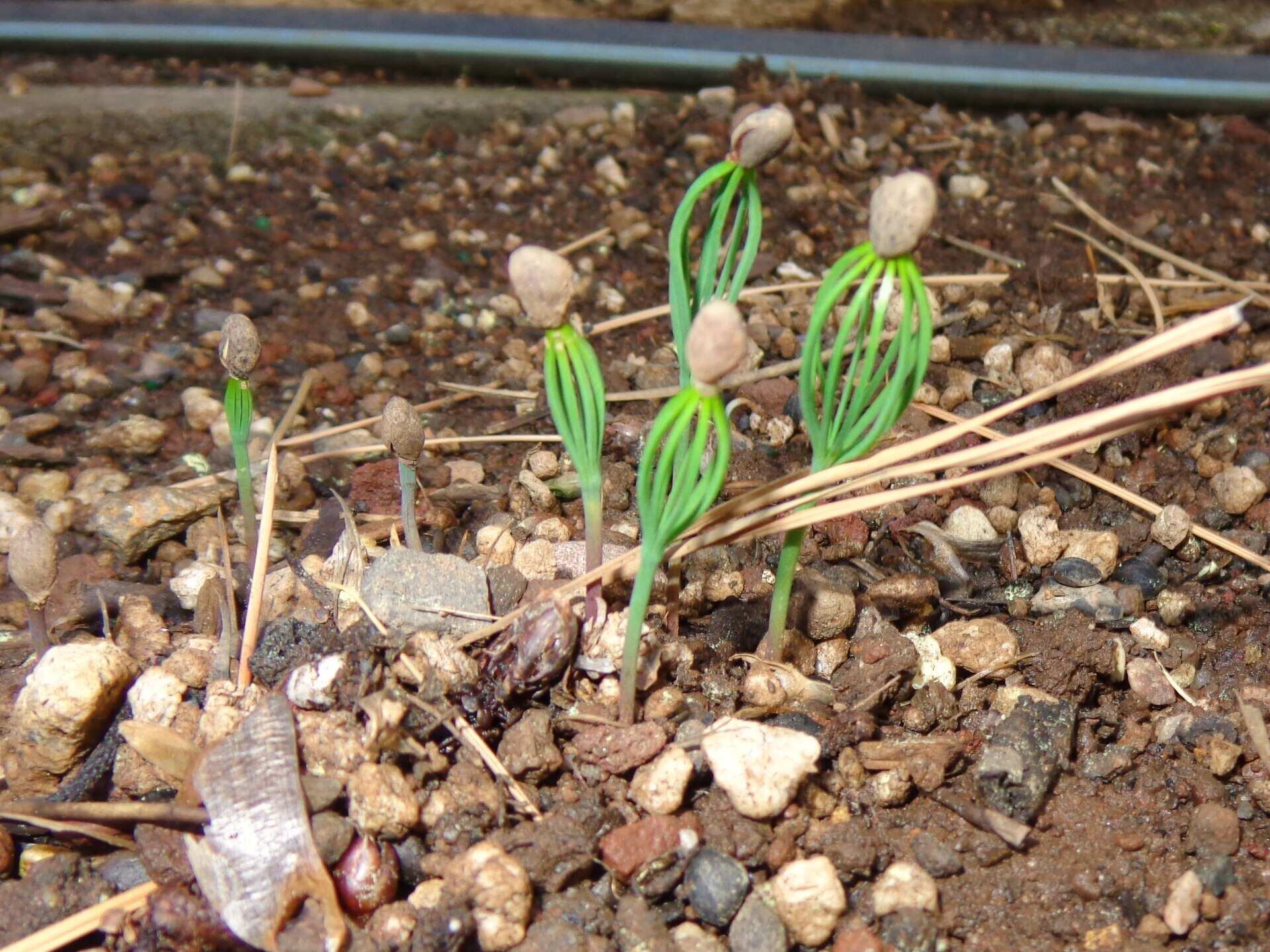 How To Grow Pine Trees From Seed Storables