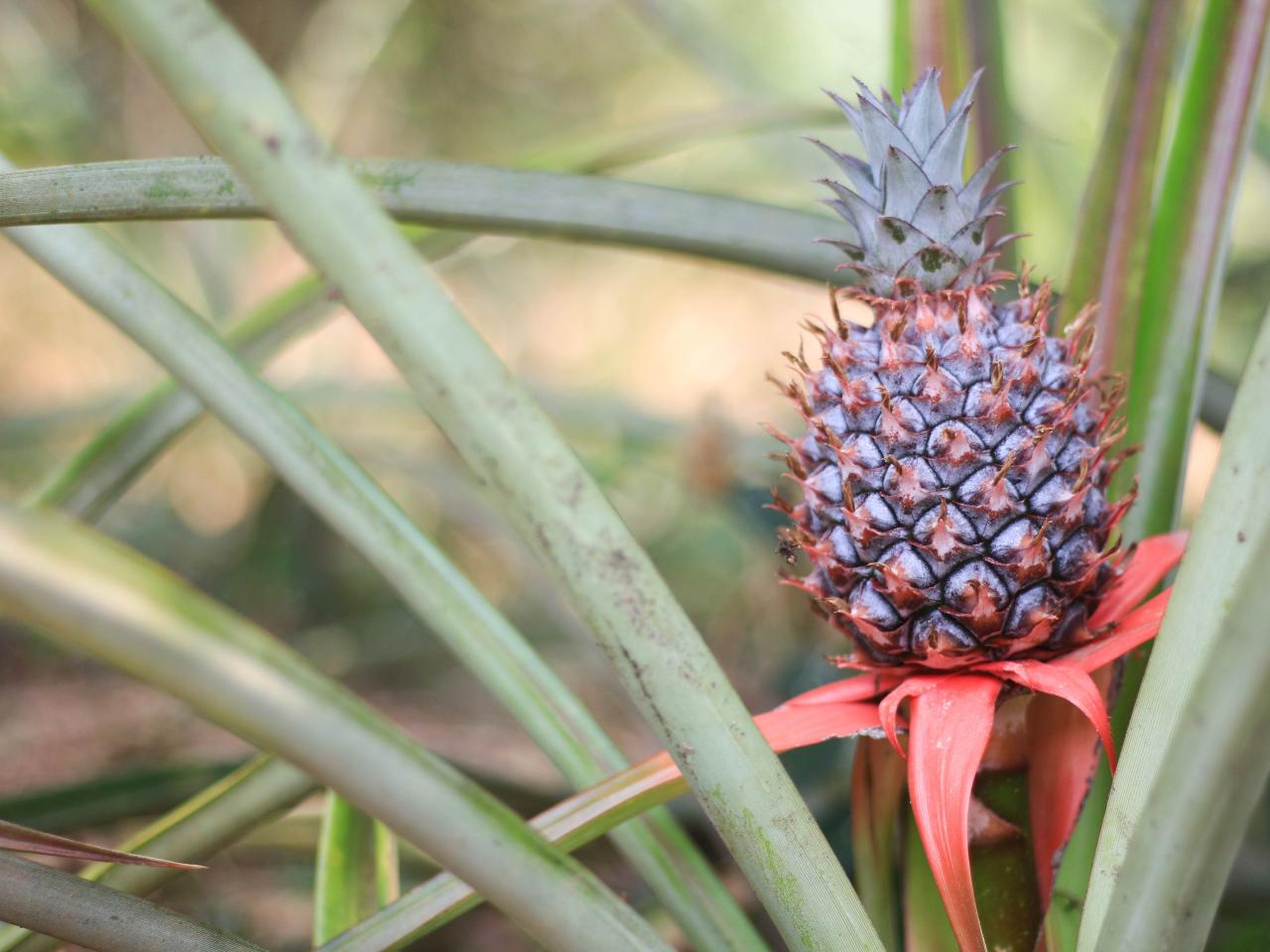 How To Grow Pineapple Seeds