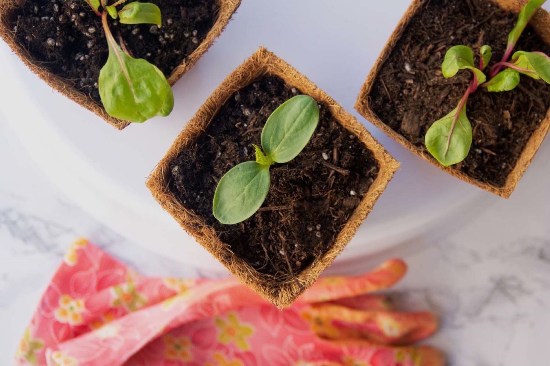 How To Grow Plants From Seeds Indoors