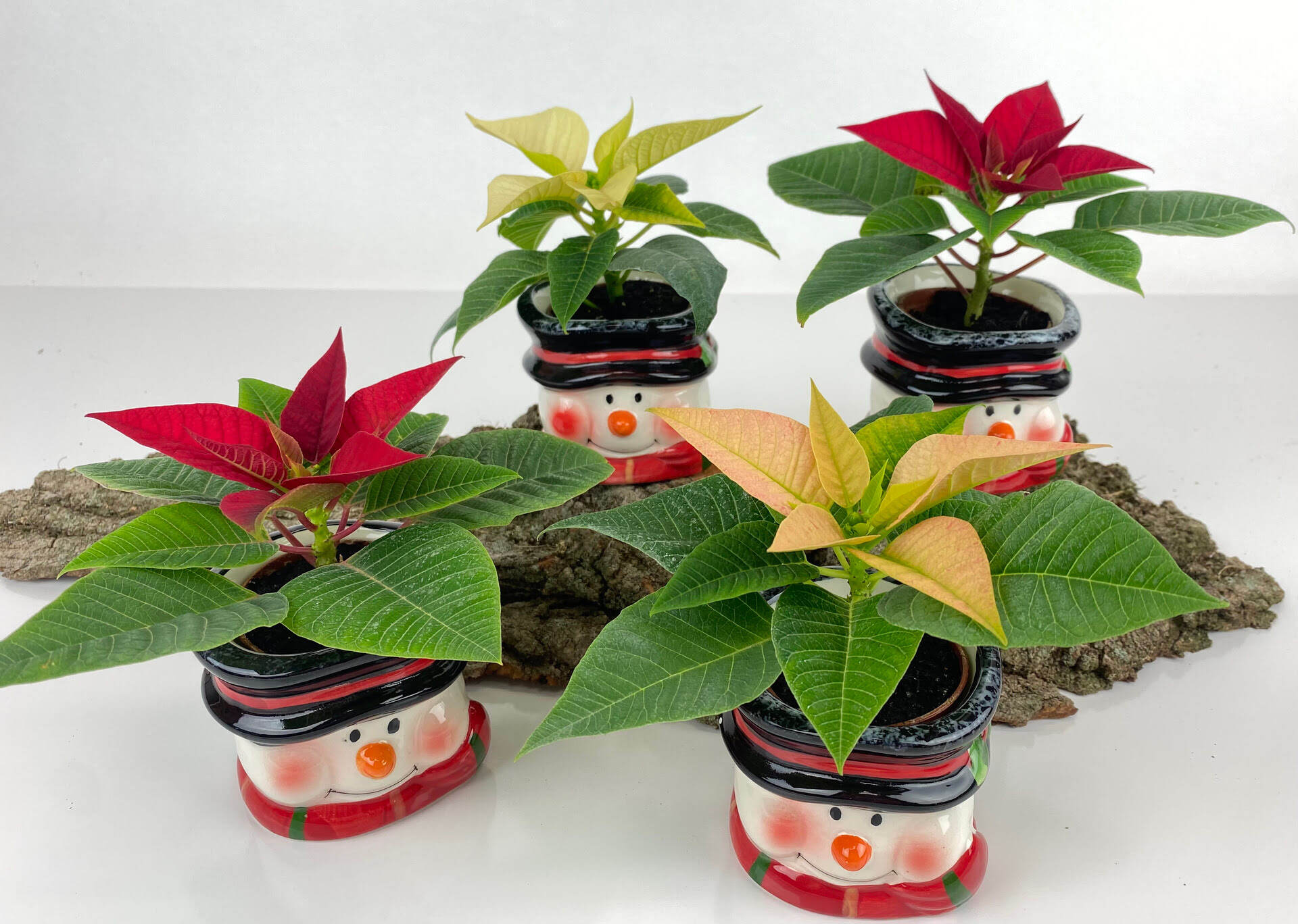 How To Grow Poinsettias From Seed