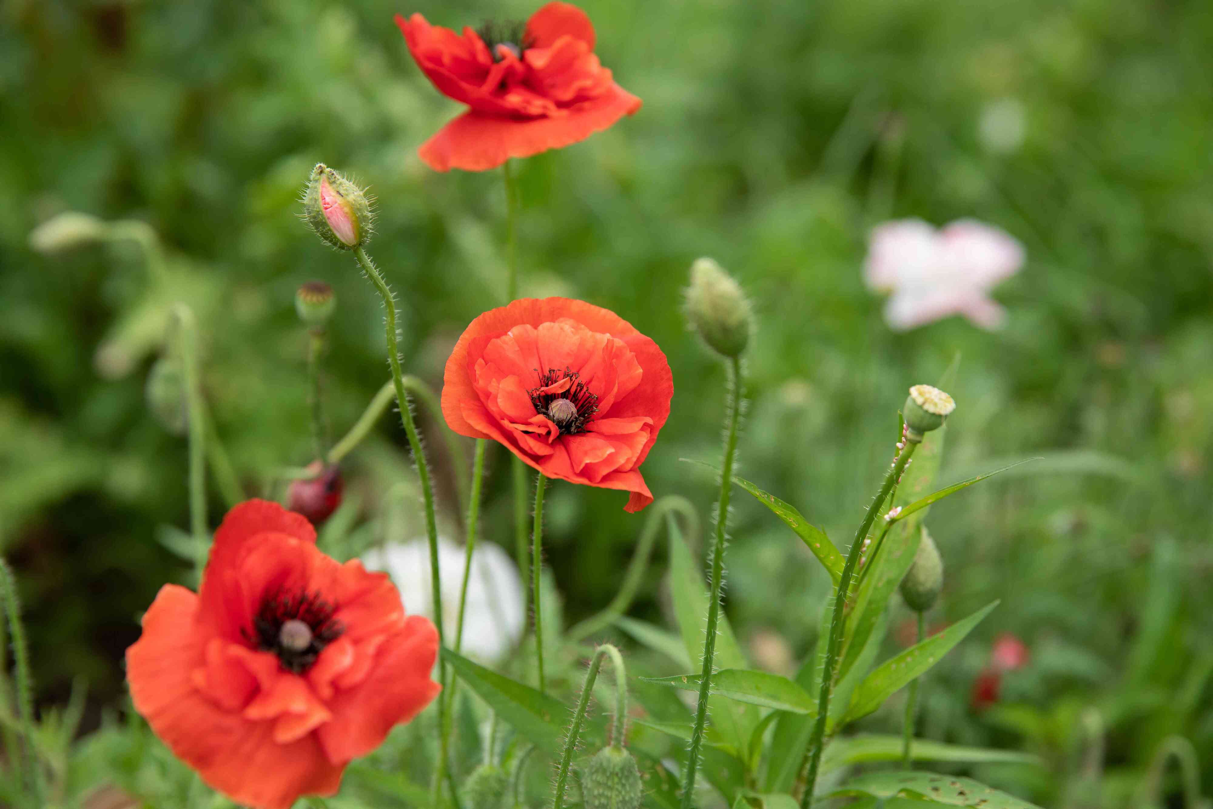 How To Grow Poppy Flowers From Seed