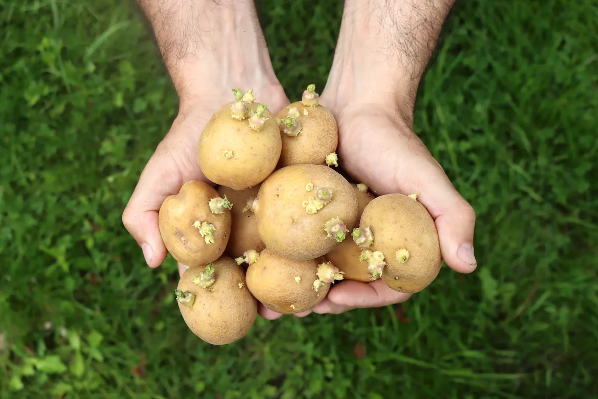 How To Grow Potatoes From Seeds