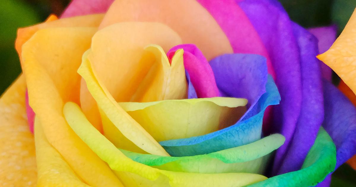 How To Grow Rainbow Roses From Seeds