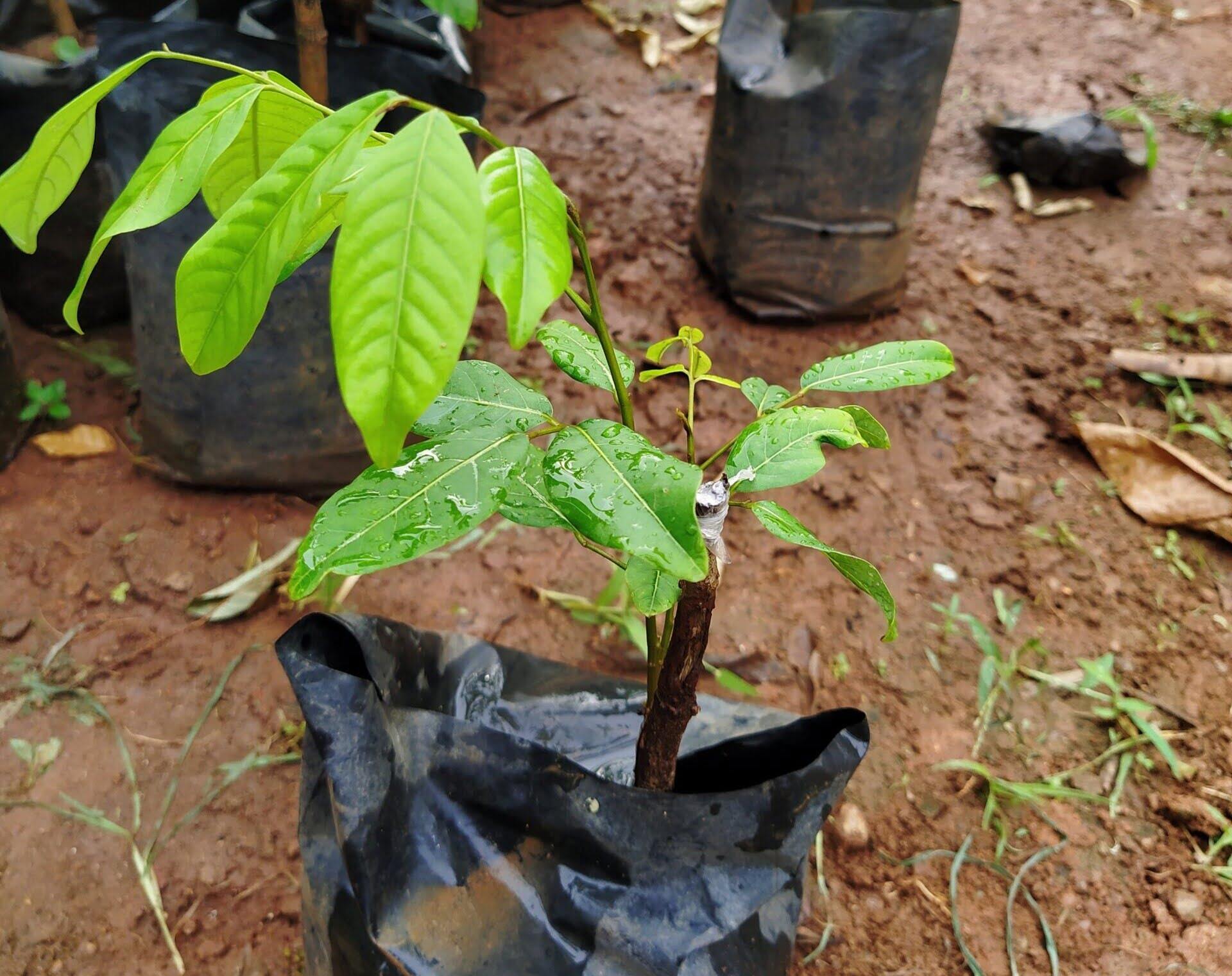 How To Grow Rambutan From Seed