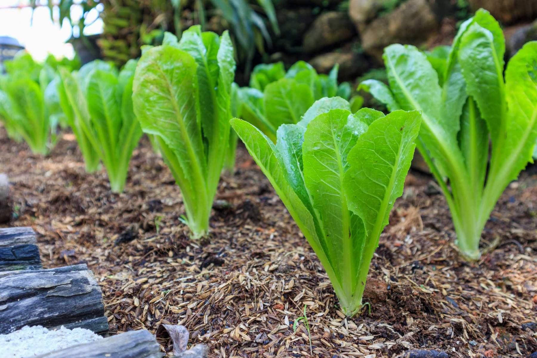 How To Grow Romaine Lettuce From Seeds