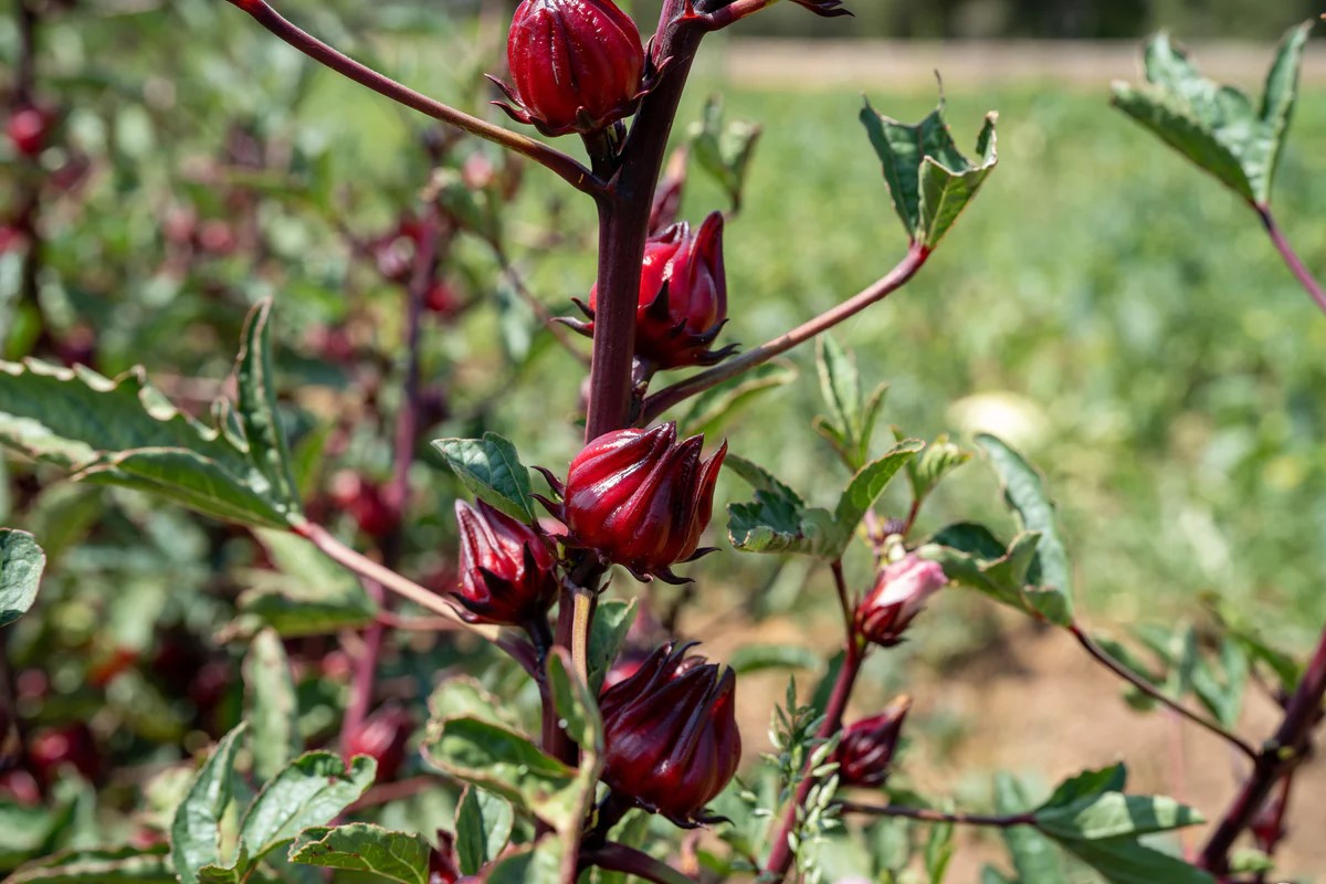 How To Grow Roselle Hibiscus From Seed