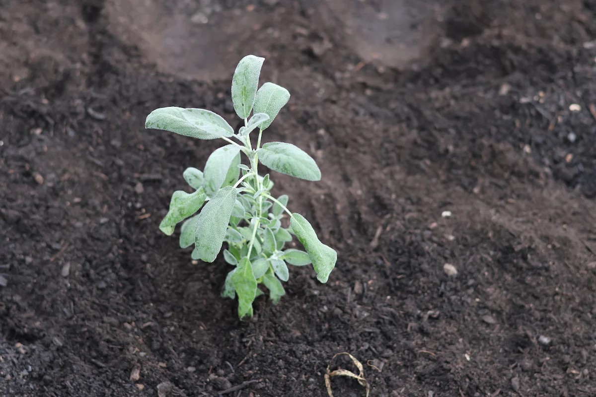 How To Grow Sage From Seed