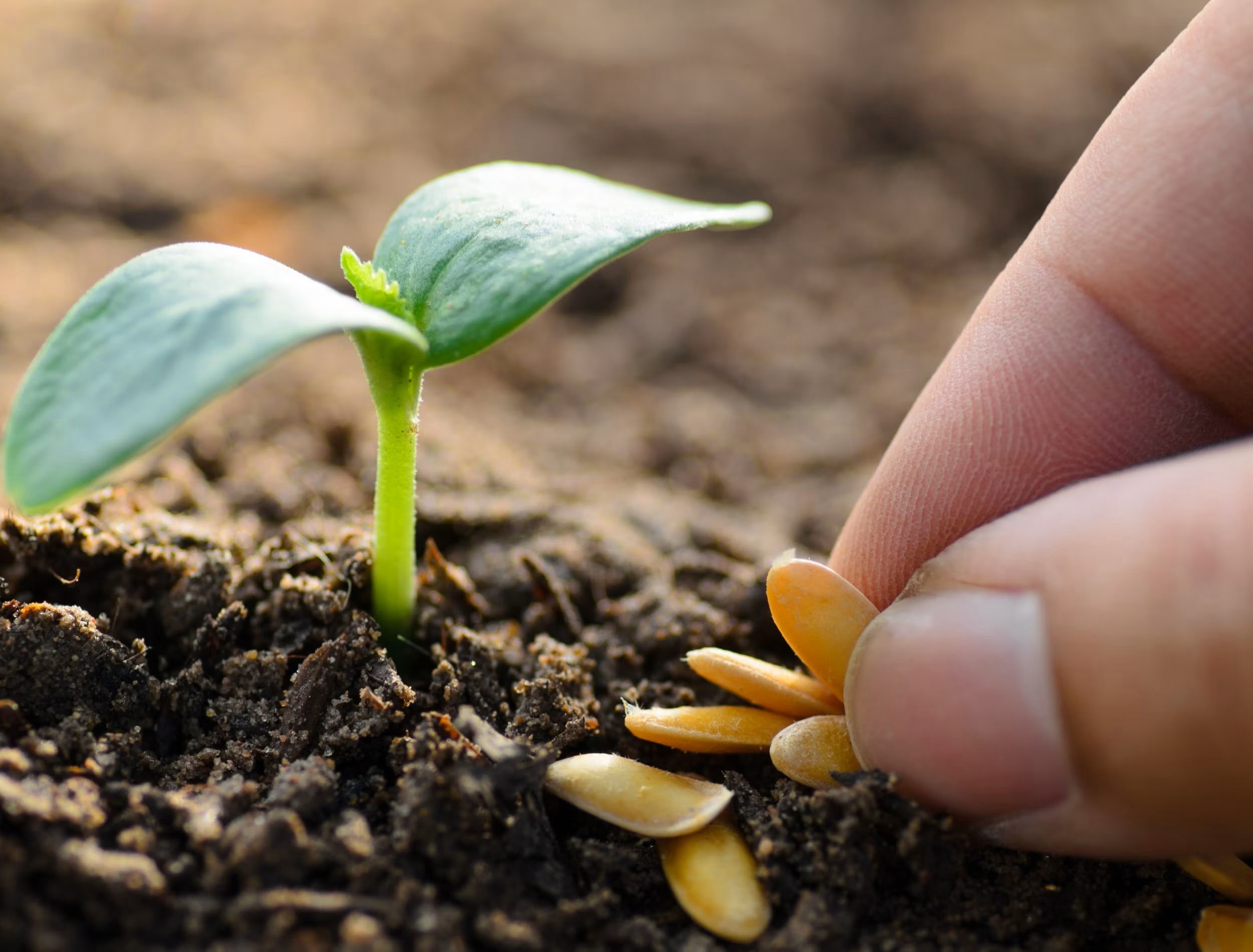 How To Grow Seed