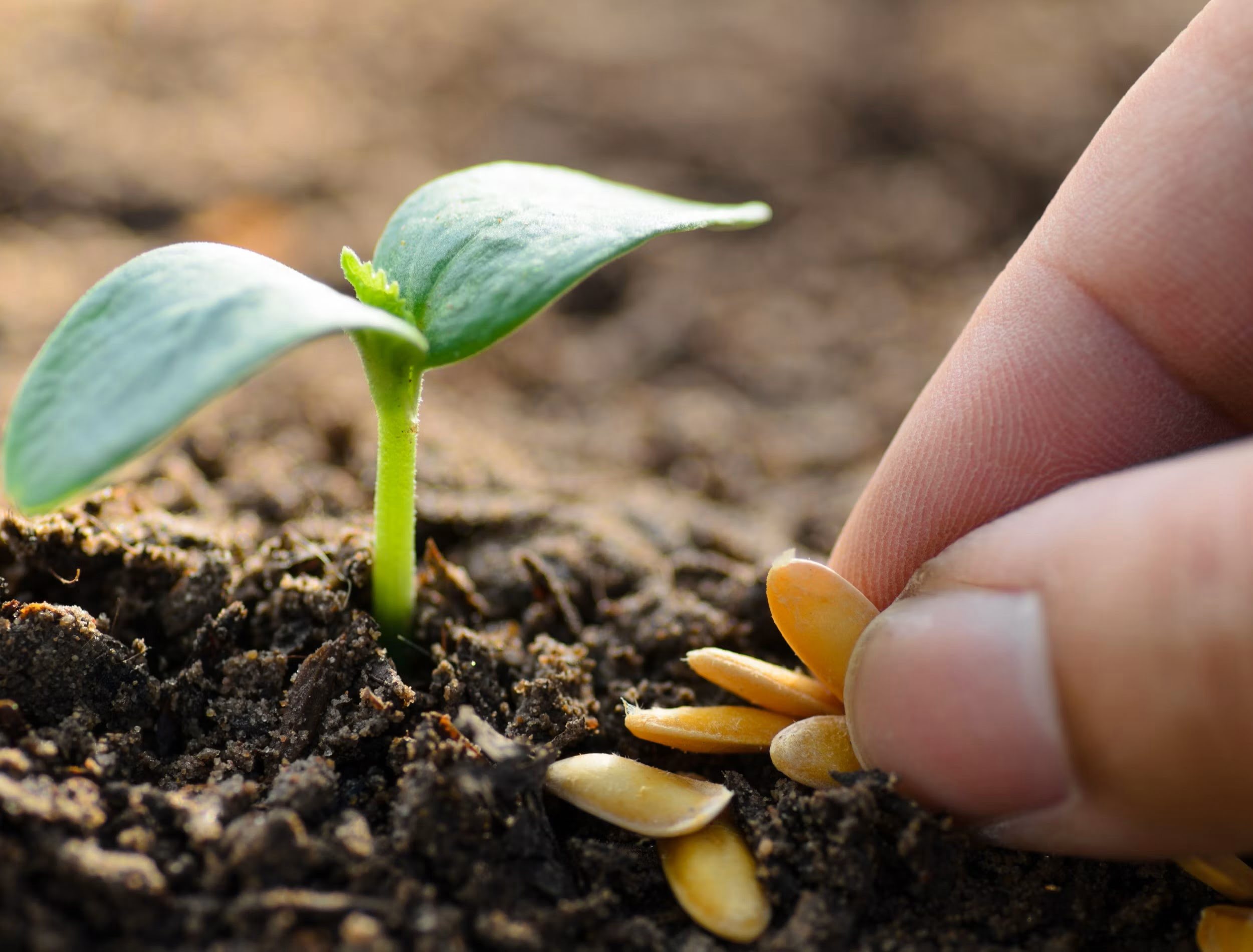 How To Pregerminate Grass Seed Storables How To Pregerminate Grass Seed Storables