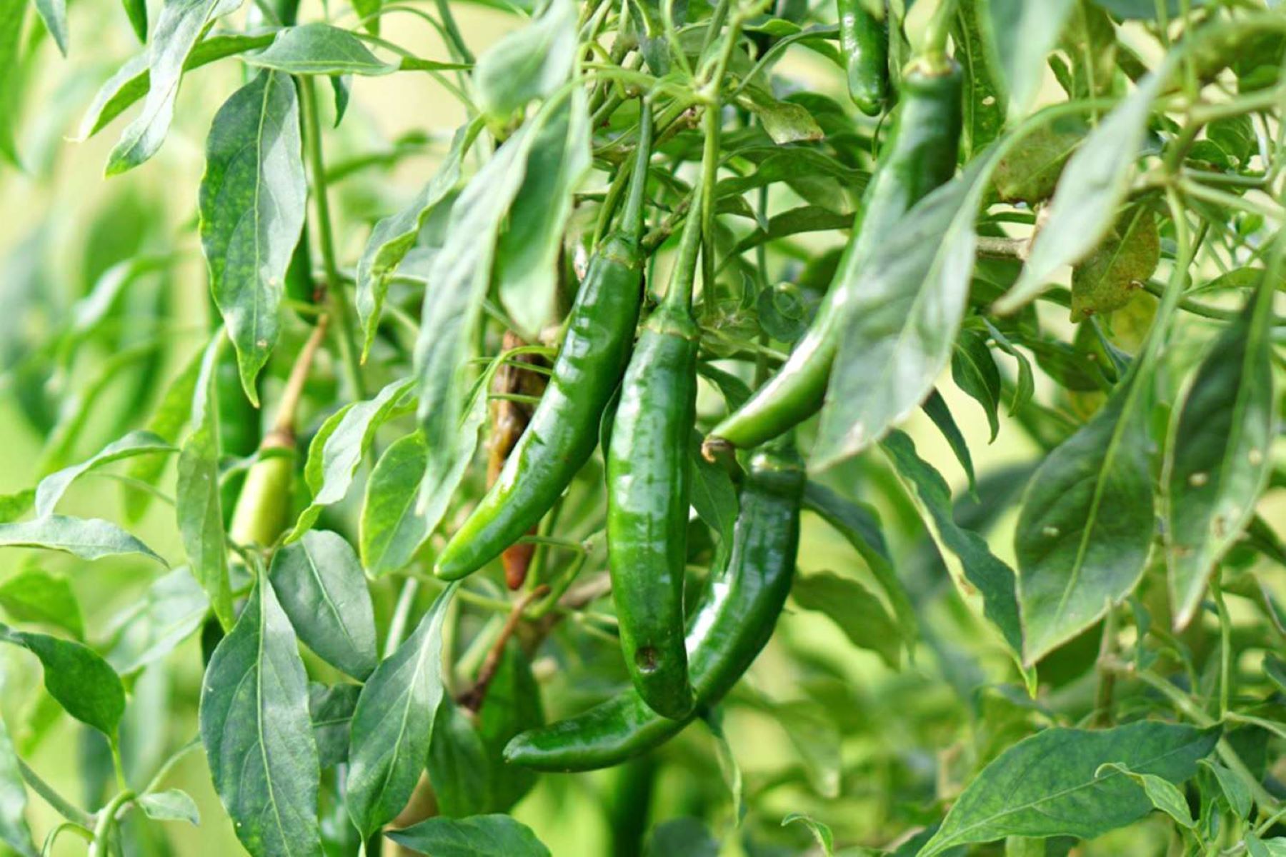 How To Grow Serrano Peppers From Seeds