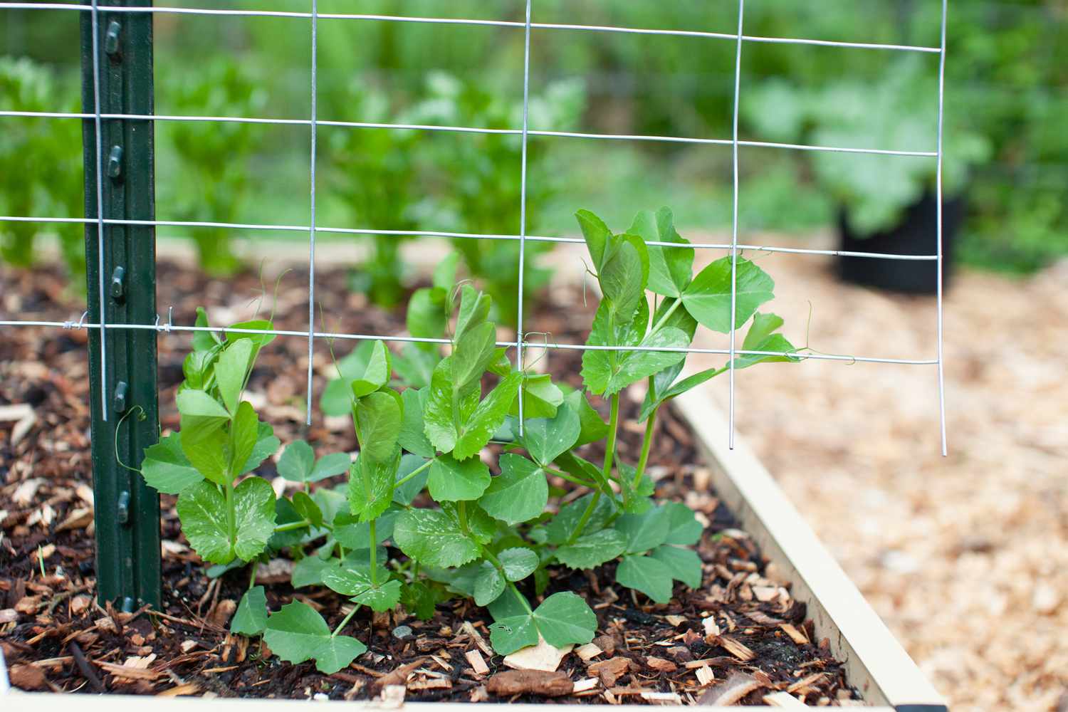 How To Grow Snap Peas From Seed