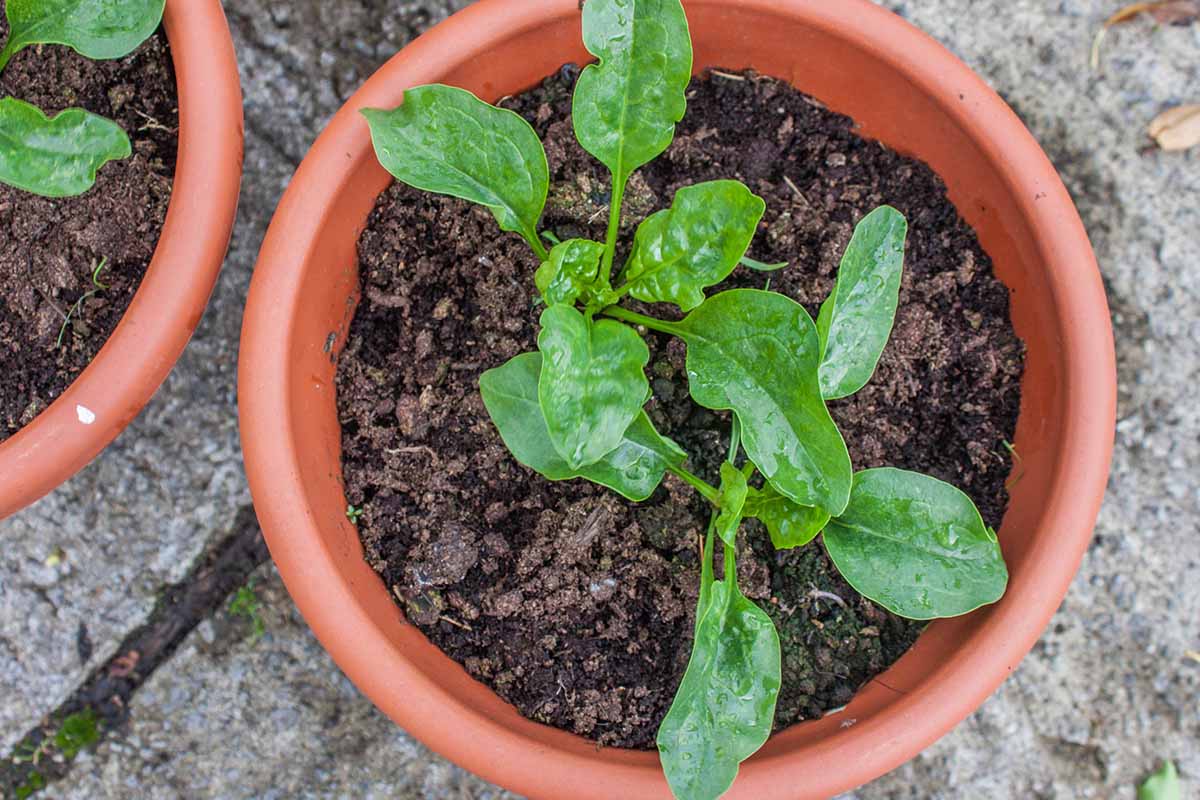 How To Grow Spinach From Seed