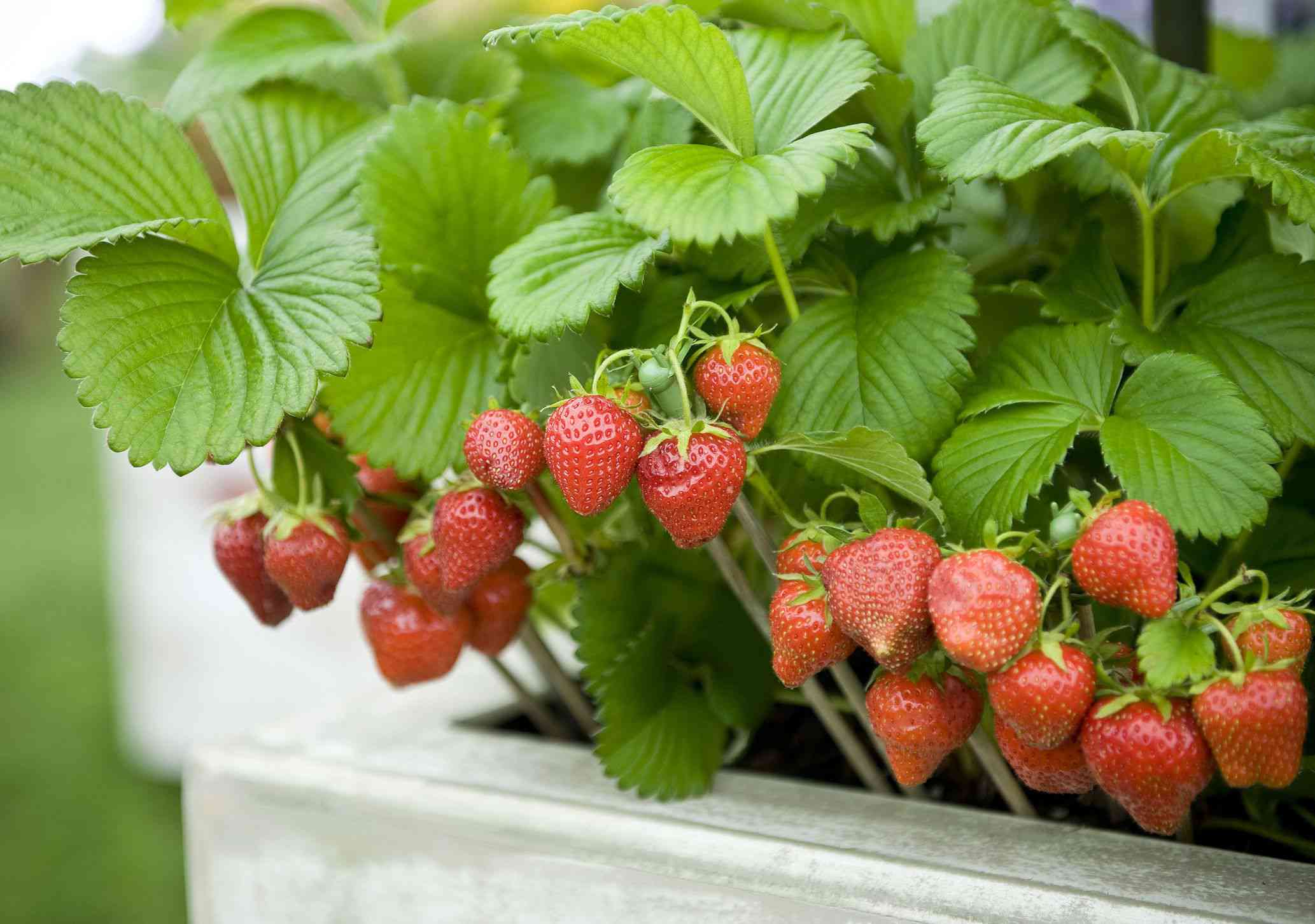 How To Grow Strawberry Plants From Seeds
