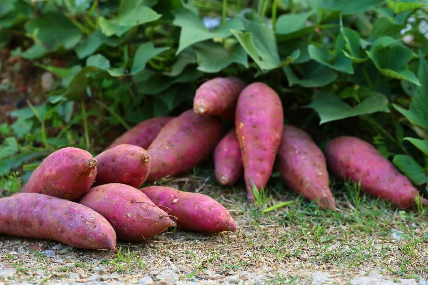 How To Grow Sweet Potatoes So You Have Greenery In The Summer