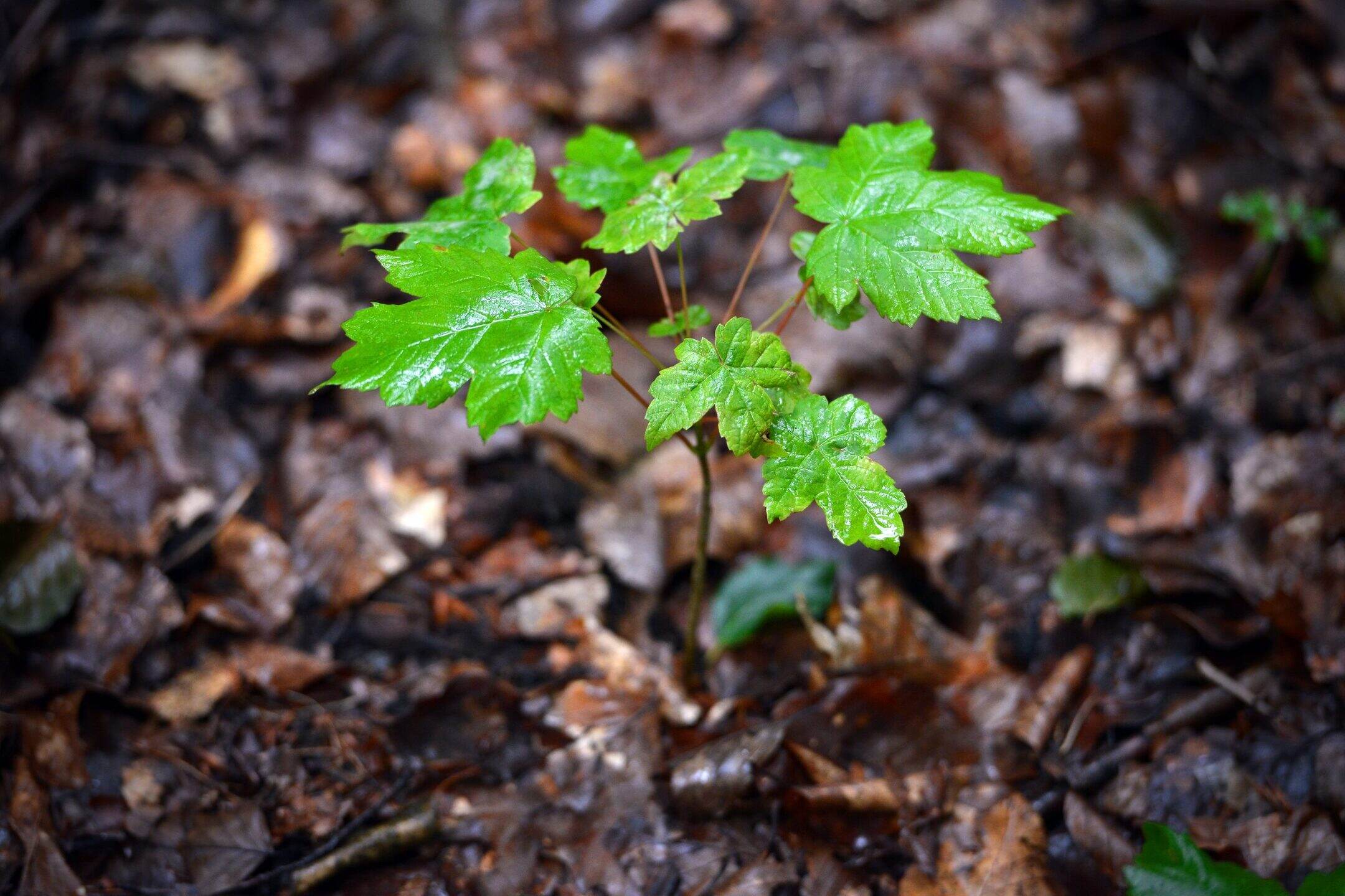 How To Grow Sycamore From Seed