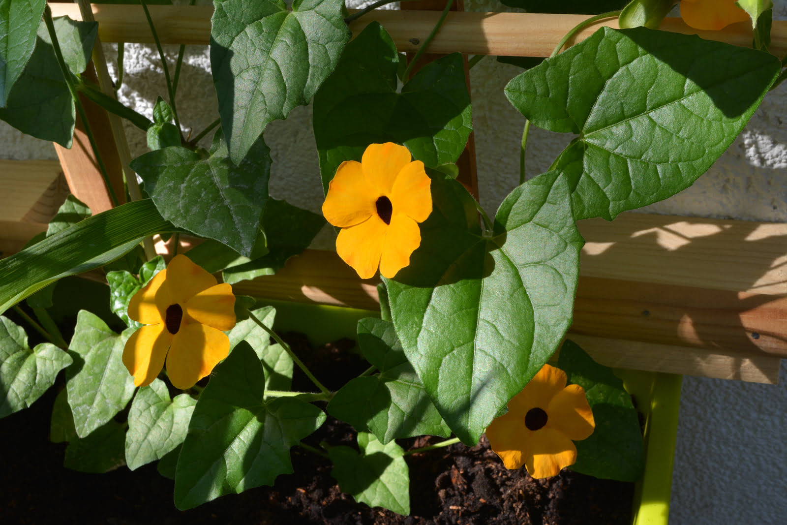 How To Grow Thunbergia From Seed