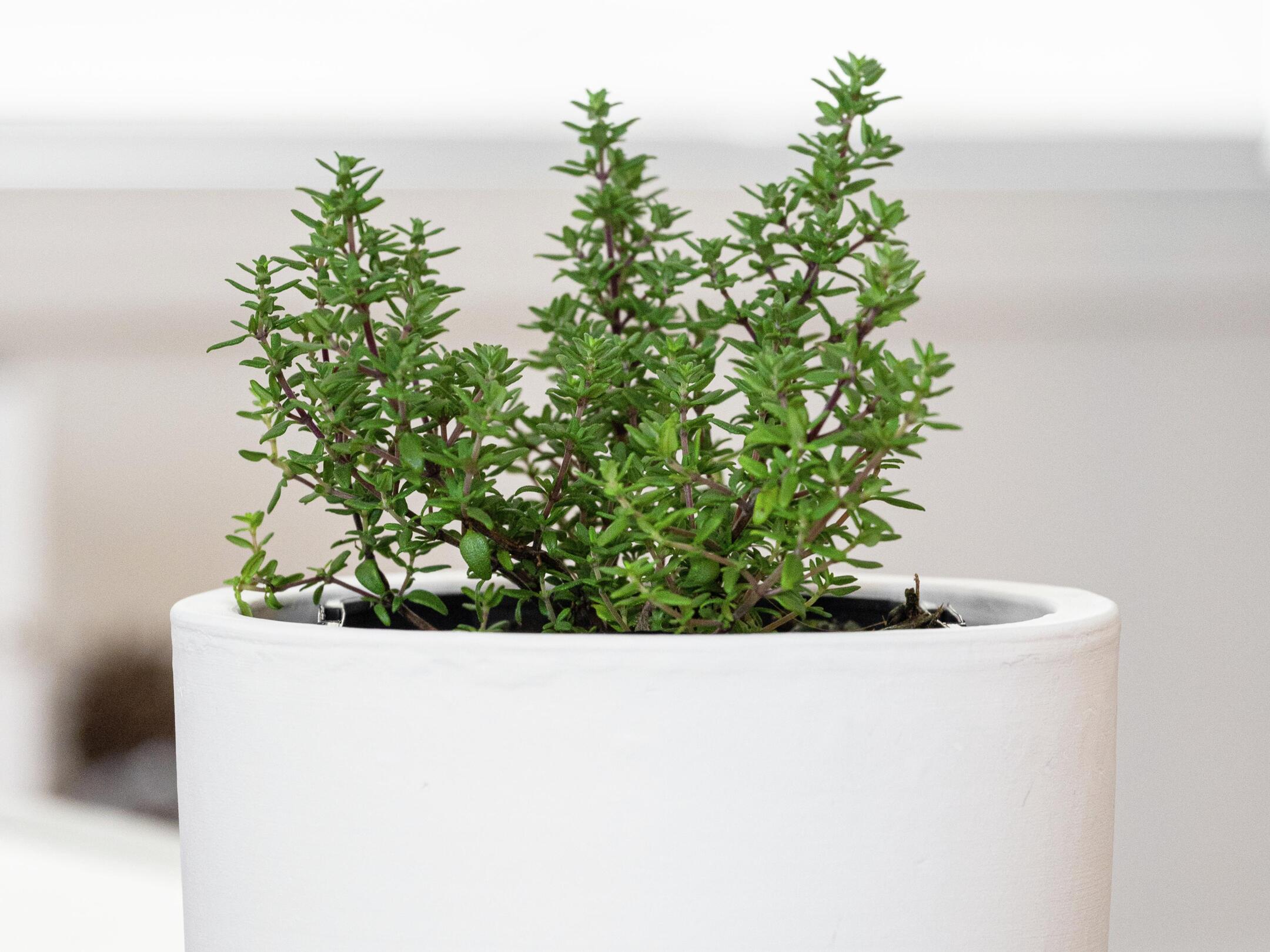 How To Grow Thyme From Seed