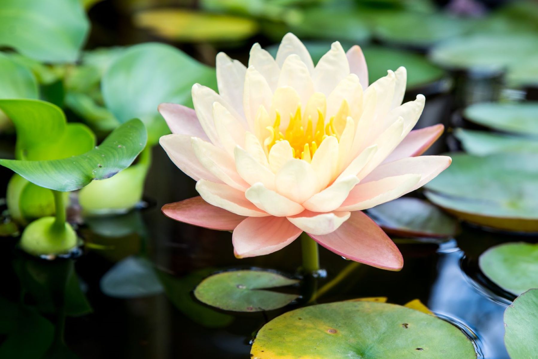 How To Grow Water Lily Seeds