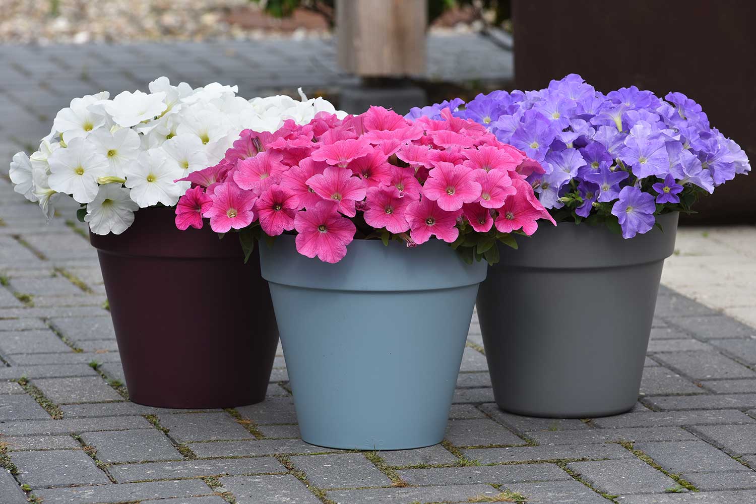 How To Grow Wave Petunias From Seed