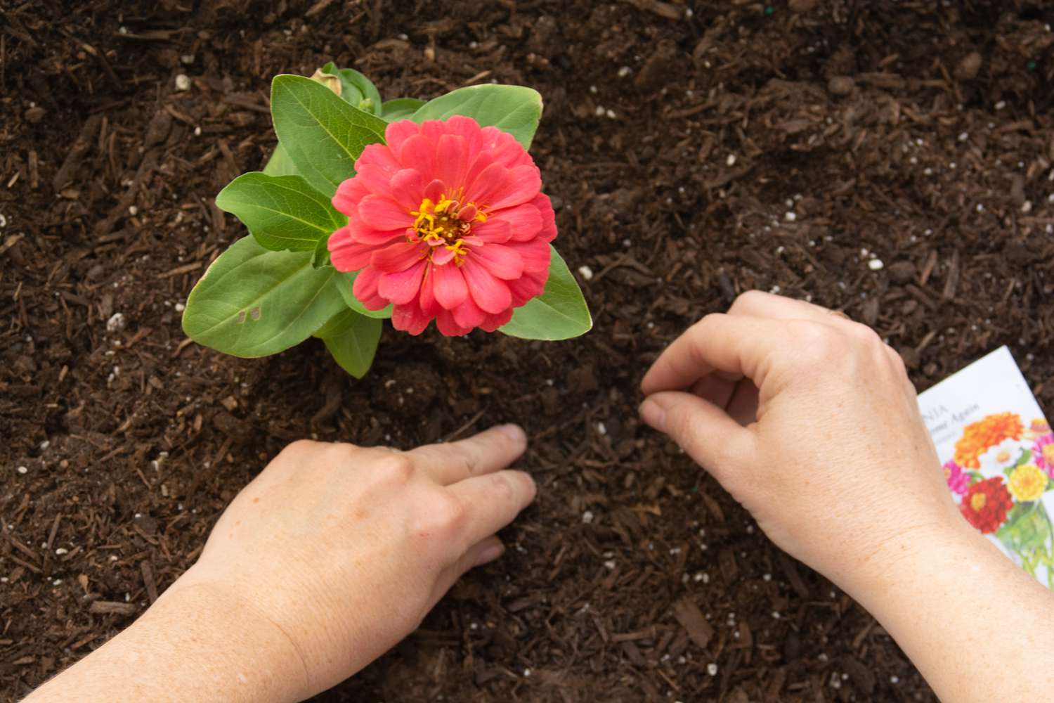 How To Grow Zinnias From Seed