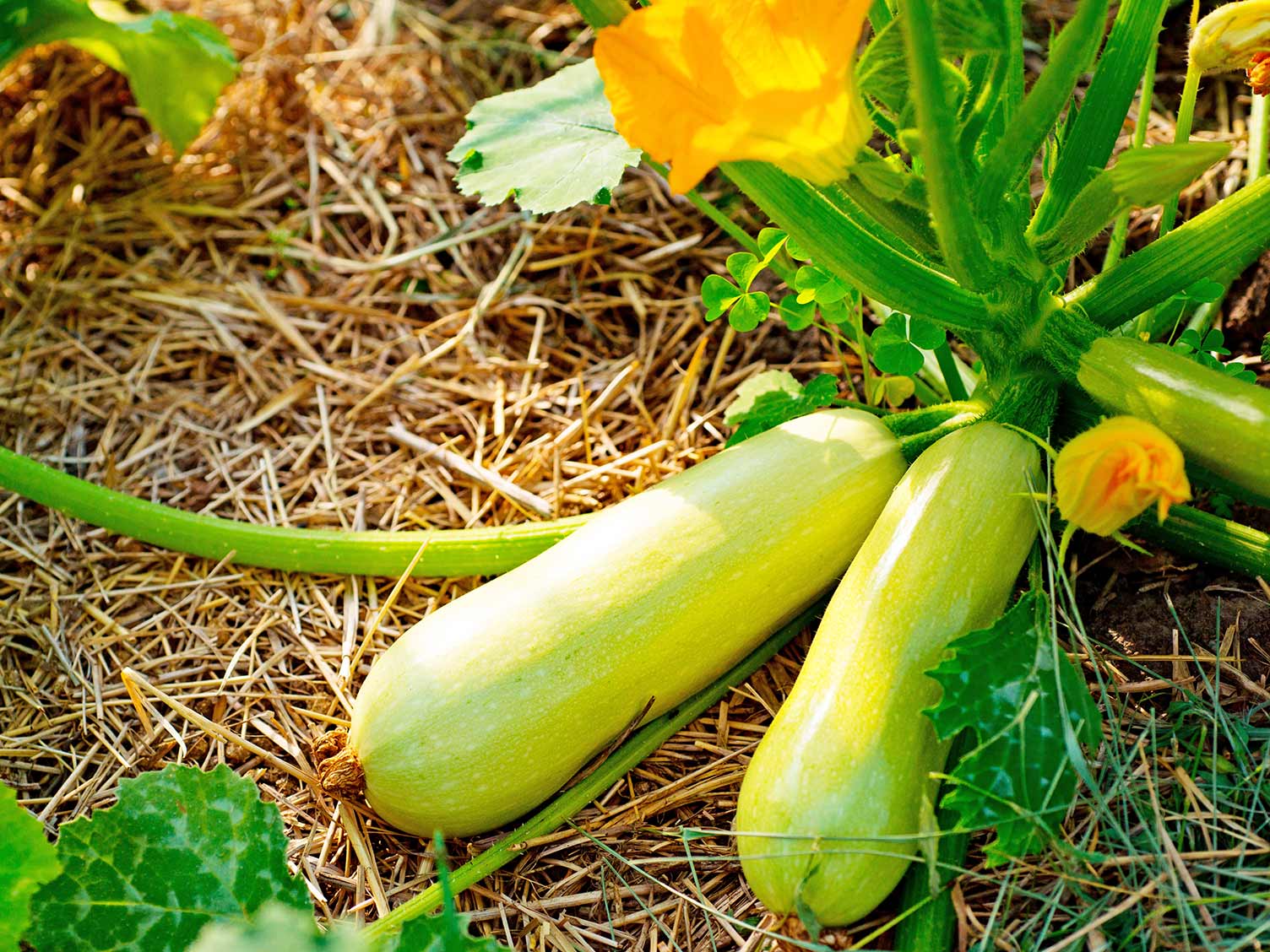 How To Grow Zucchini From Seed