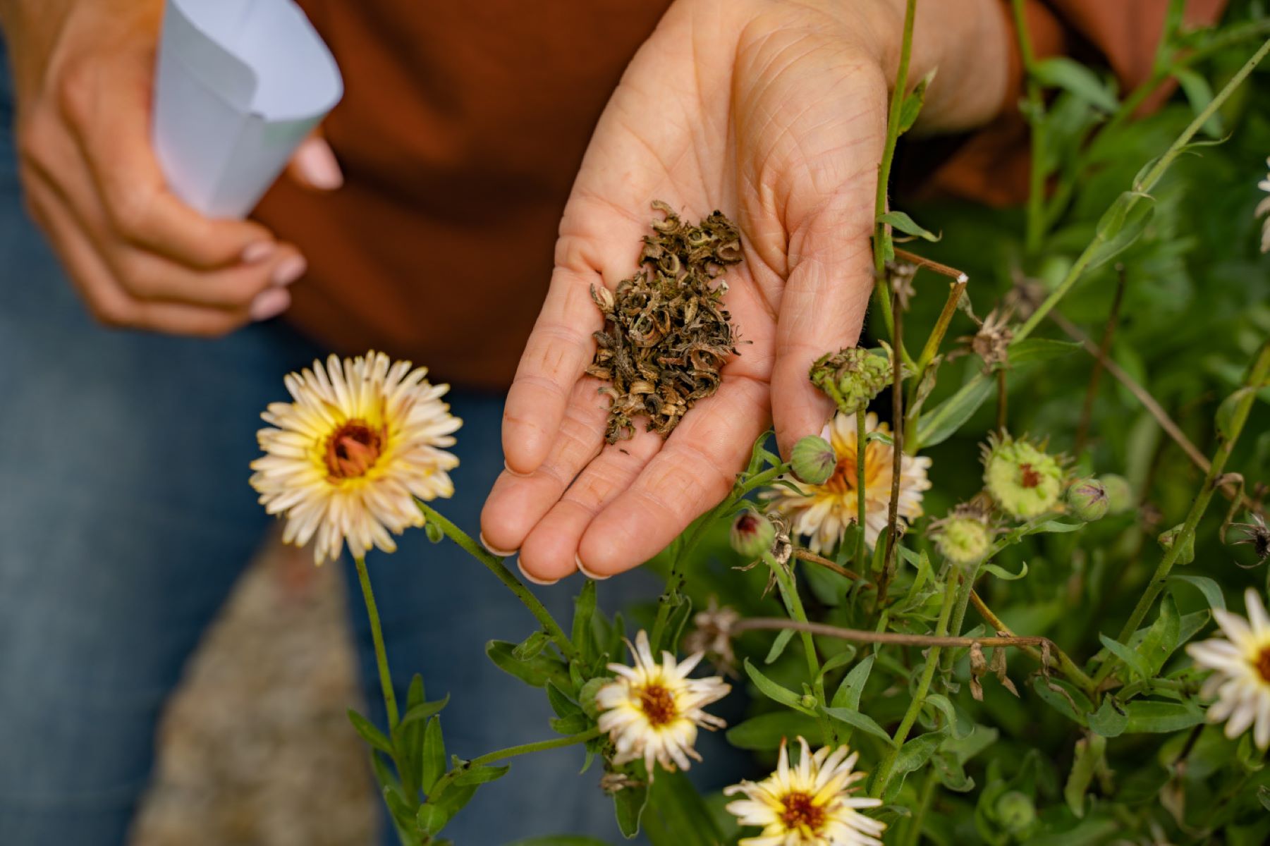 How To Harvest Calendula Seeds