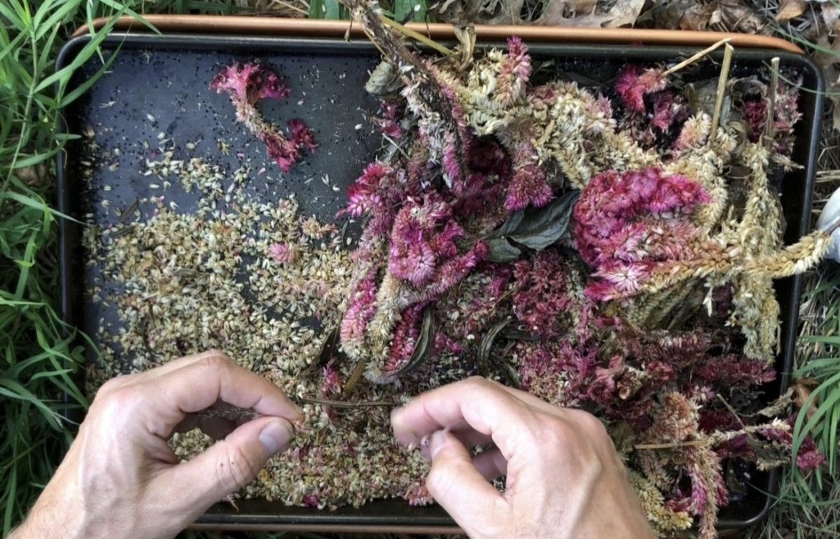 How To Harvest Celosia Seeds