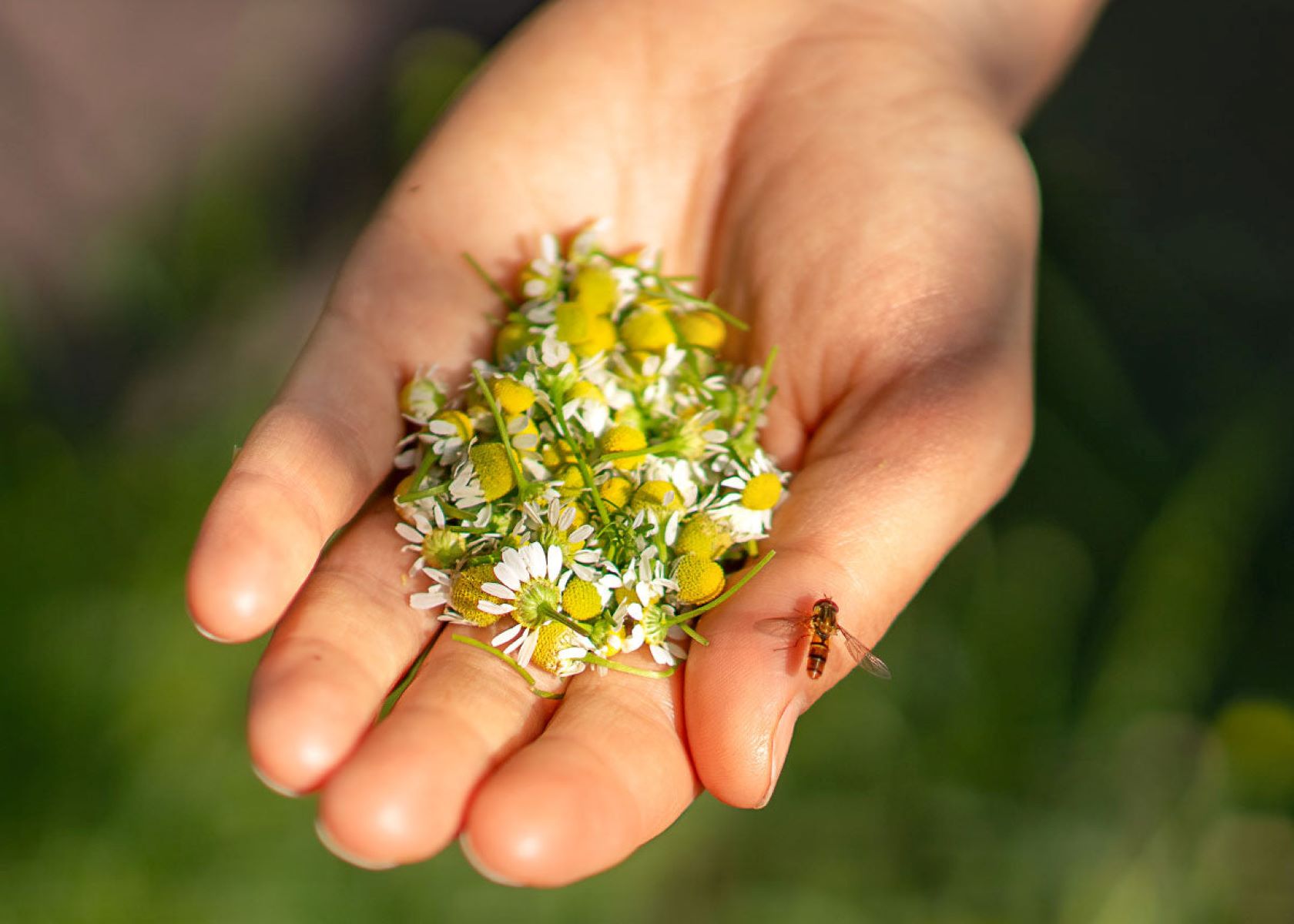 How To Harvest Chamomile Seeds