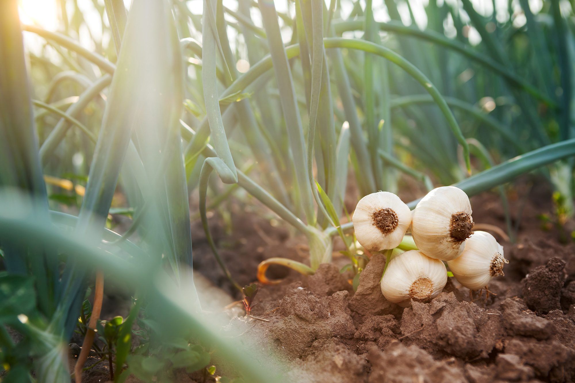How To Harvest Garlic Seeds
