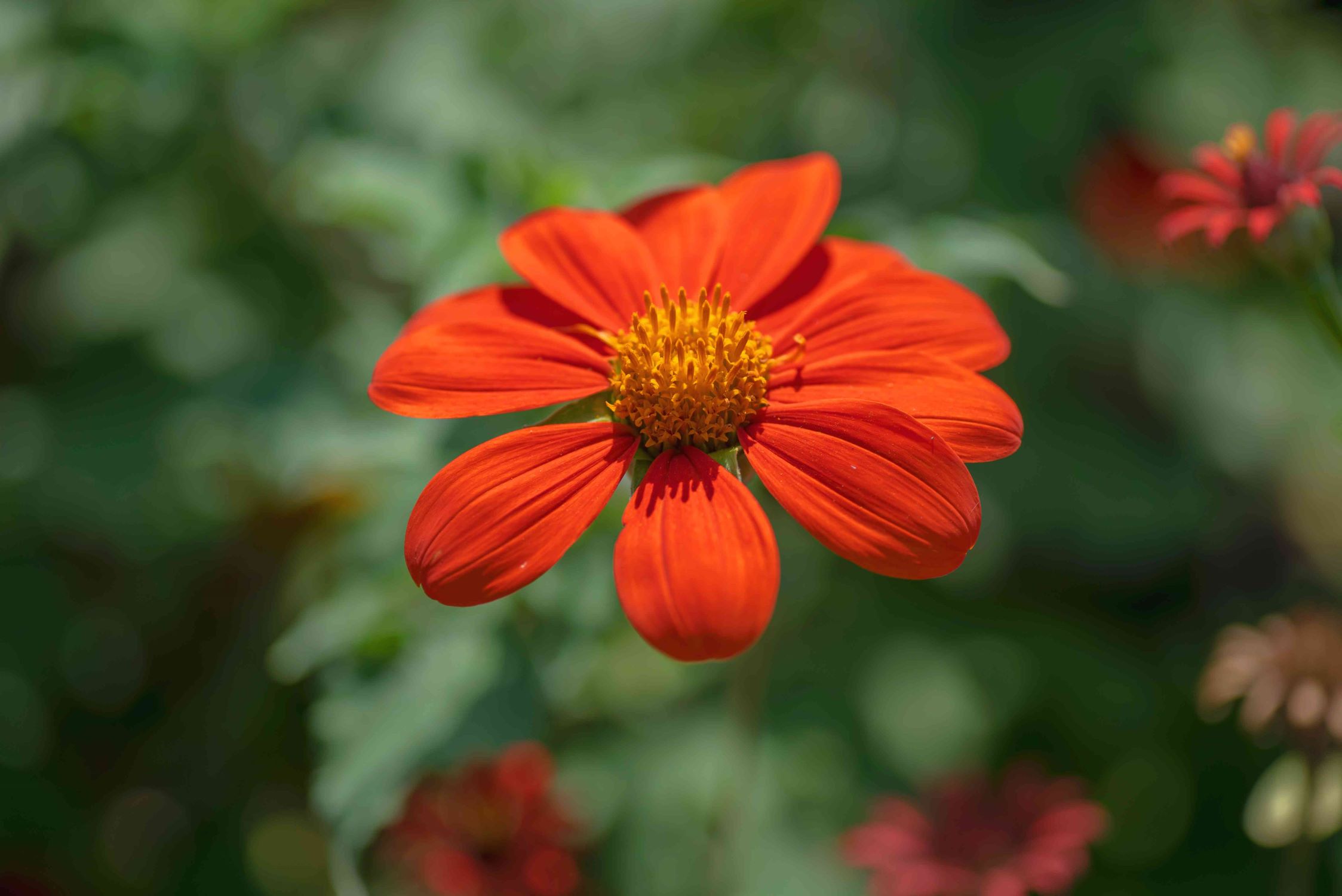 How To Harvest Mexican Sunflower Seeds