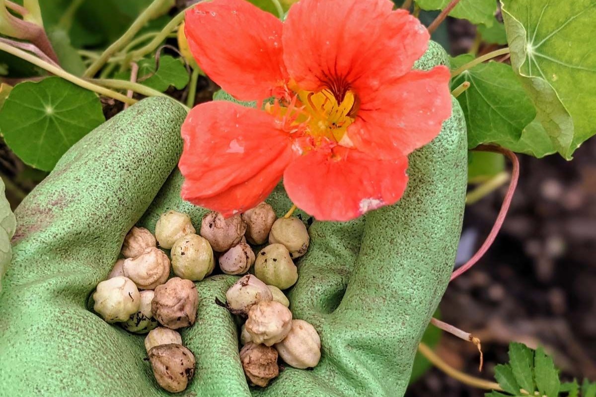 How To Harvest Nasturtium Seeds