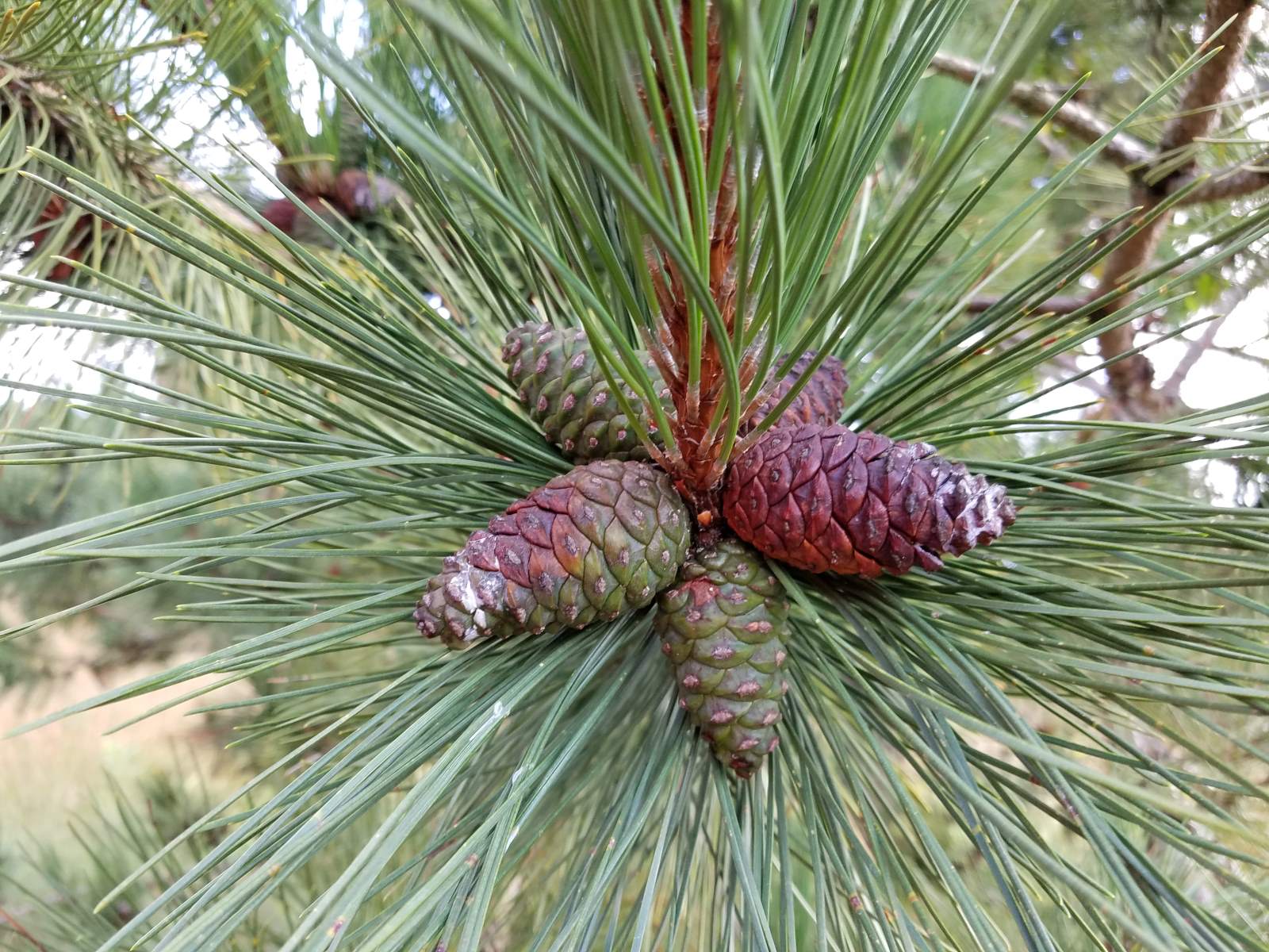 How To Harvest Pine Cone Seeds
