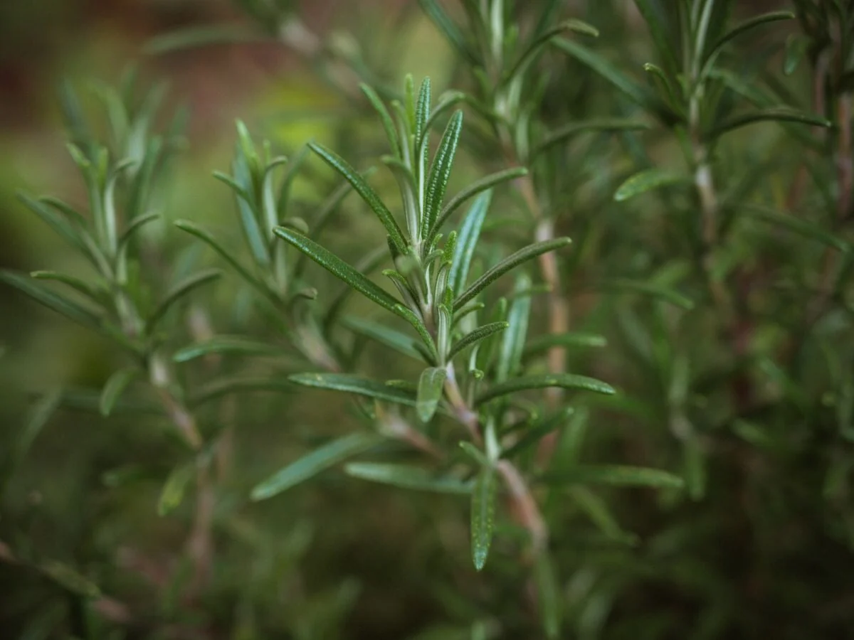 How To Harvest Rosemary Seeds