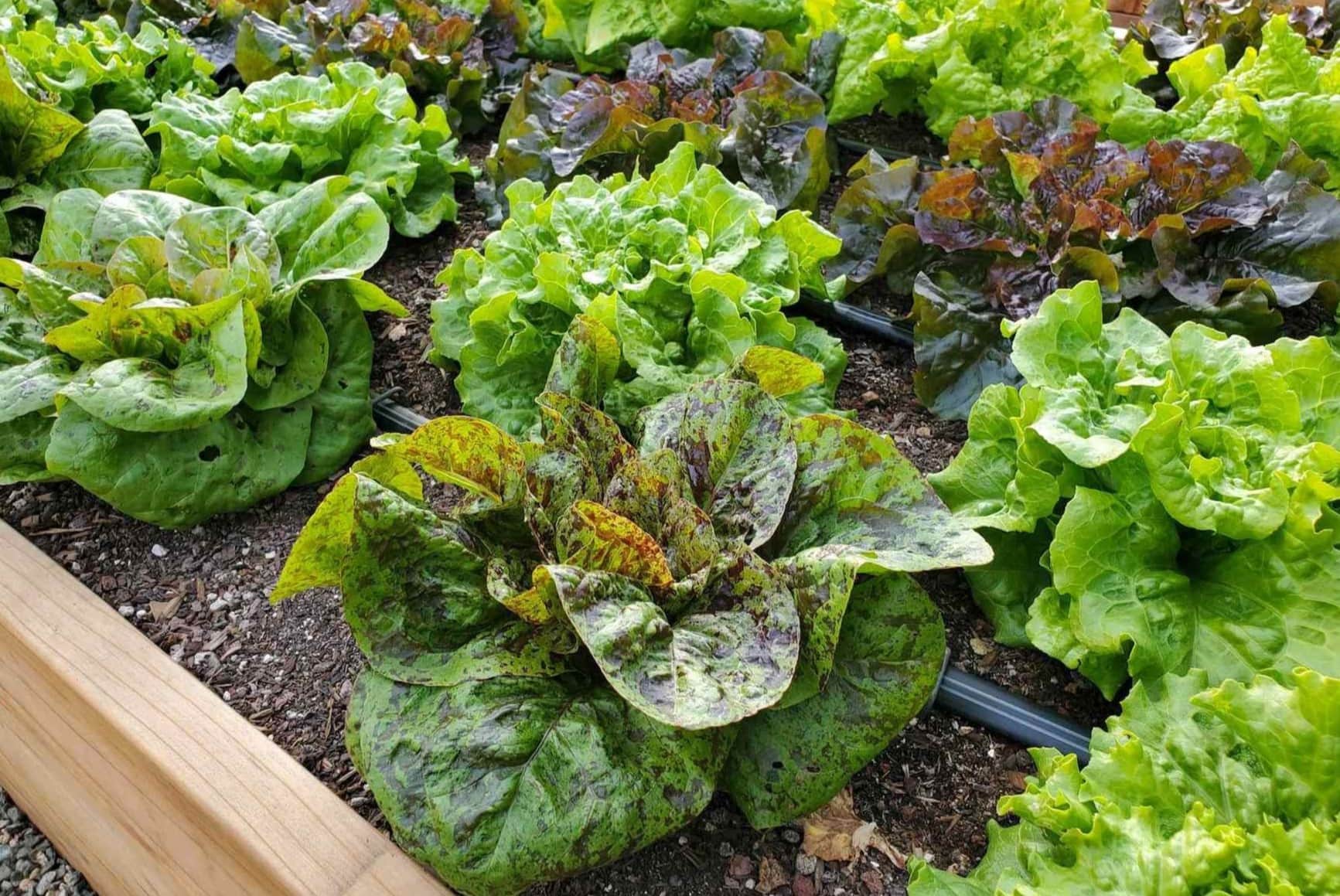 How To Harvest Seeds From Lettuce
