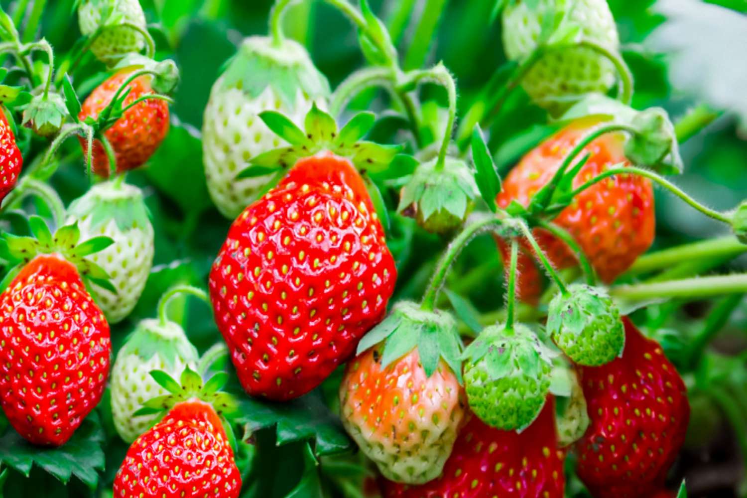 How To Harvest Strawberry Seeds