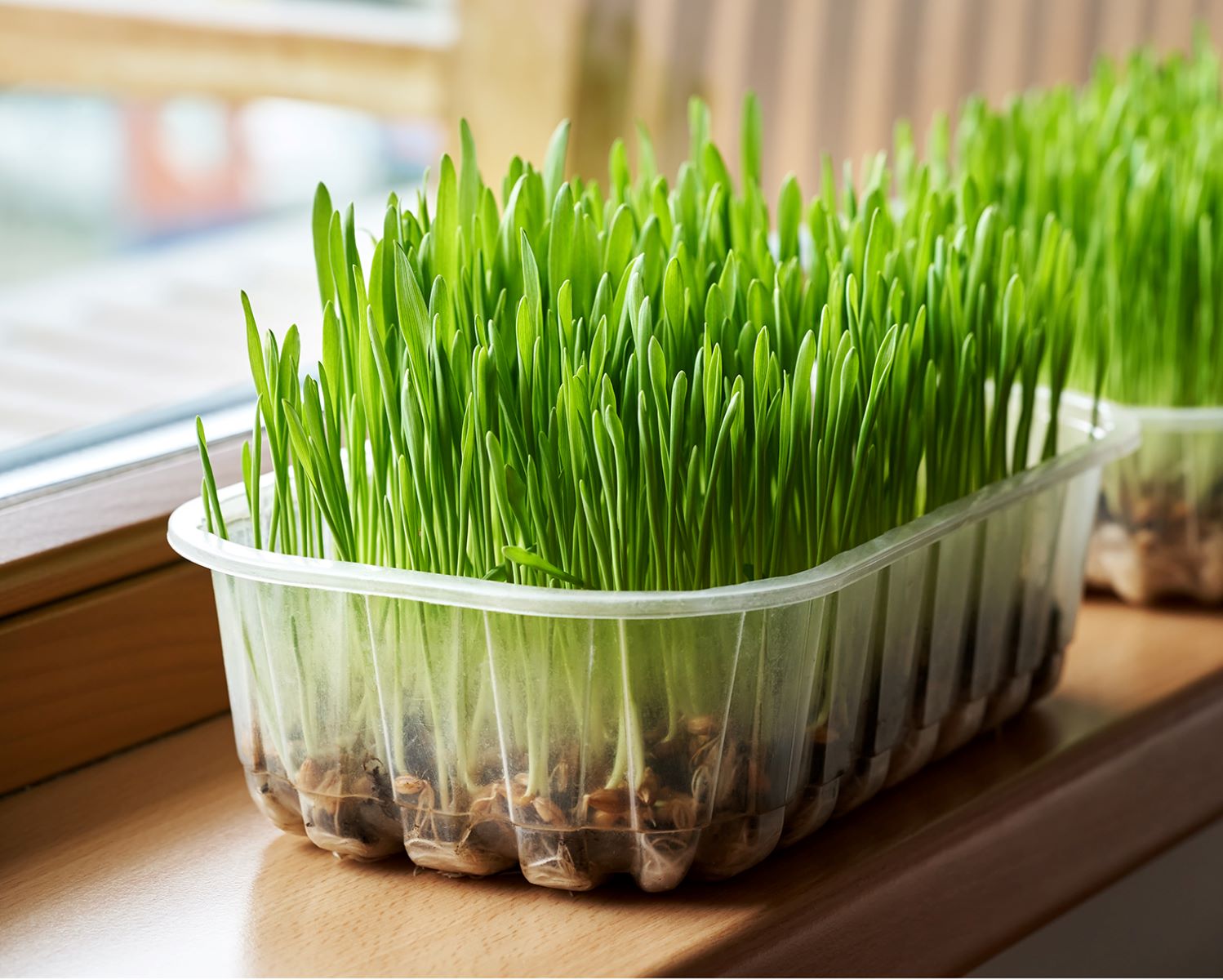 How To Harvest Wheatgrass Seeds