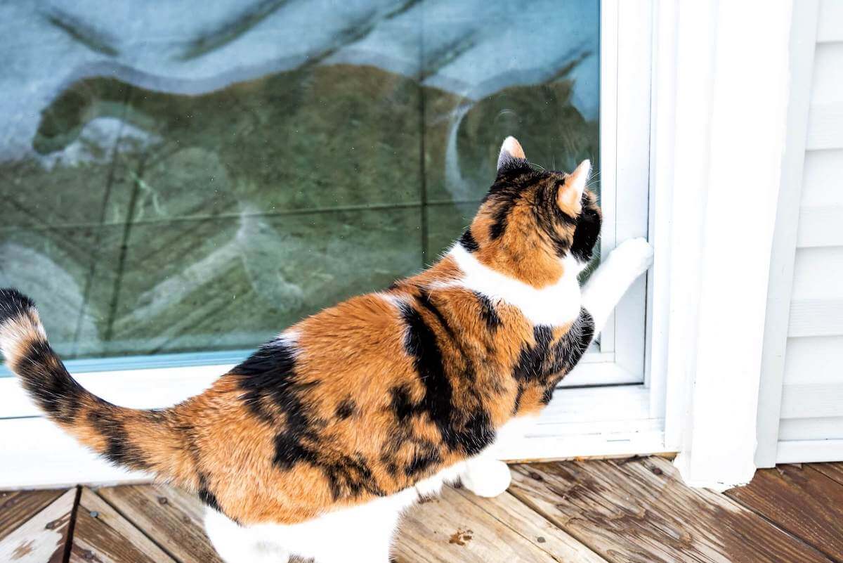 How To Keep A Cat From Scratching Weather Stripping