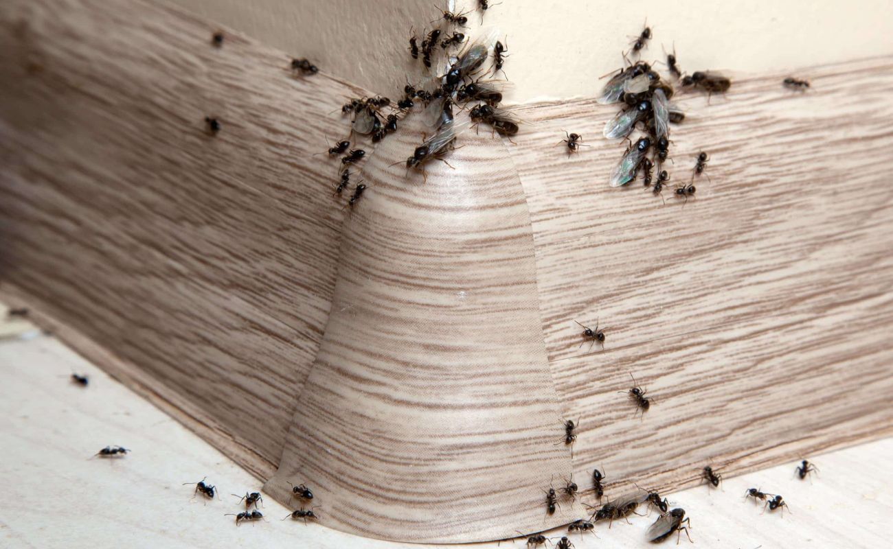 How To Keep Ants Off Of Patio Furniture