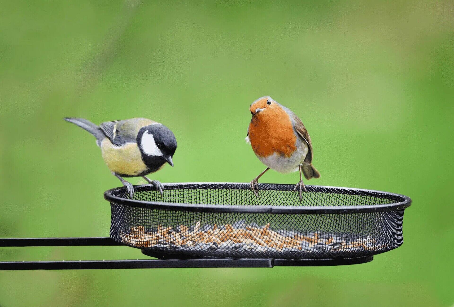 How To Keep Bird Seed Off The Ground