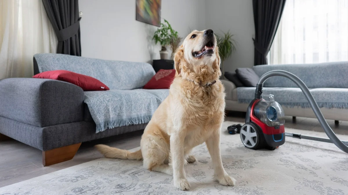 How To Keep Carpet Clean With Dogs