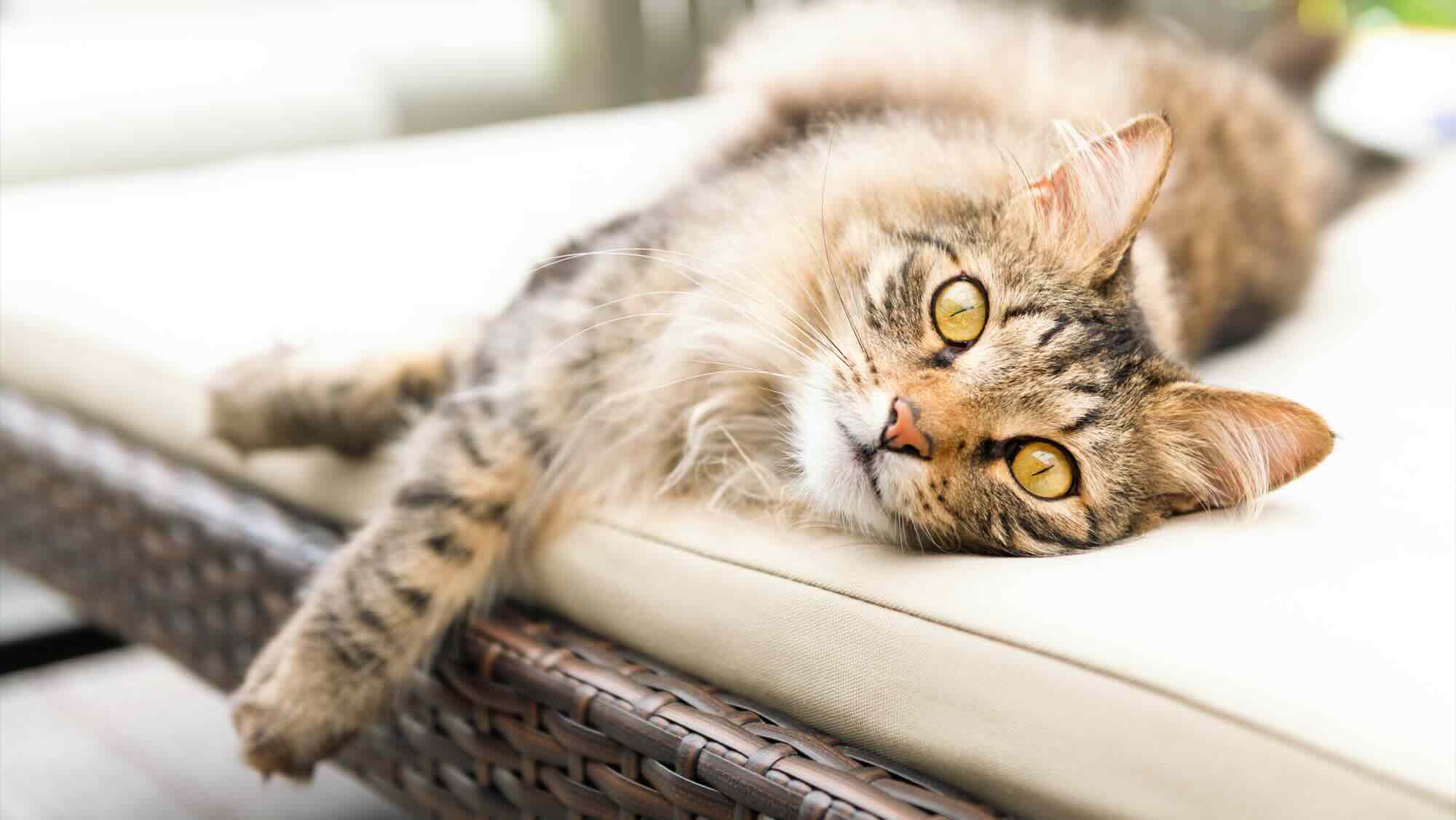 How To Keep Cats Off Outdoor Furniture Cushions | Storables
