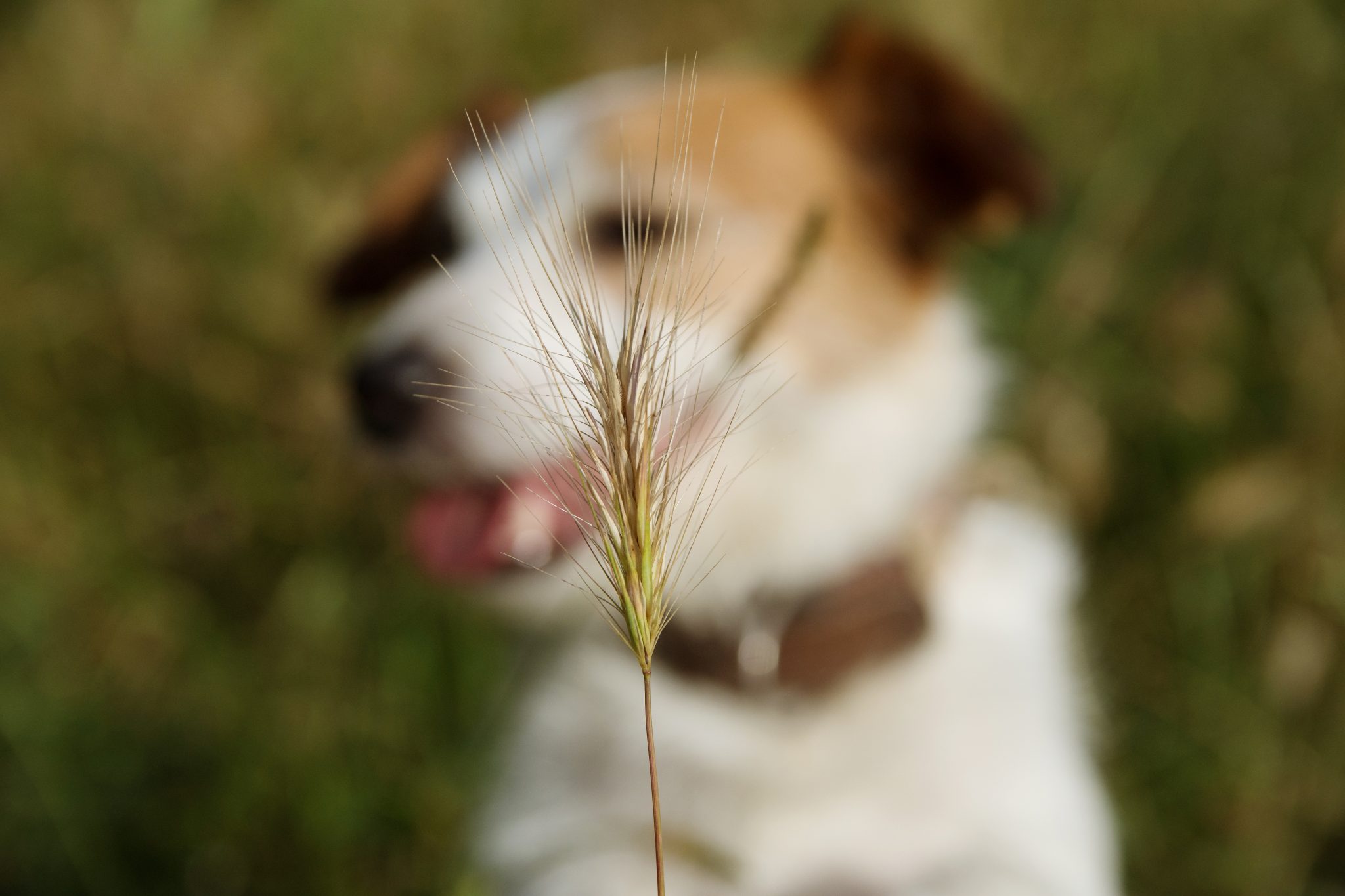 How To Keep Dogs Off Grass Seed