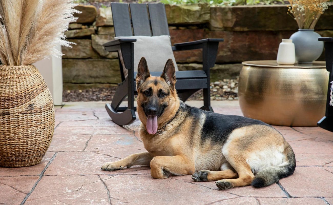 How To Keep Dogs Off Patio Furniture | Storables
