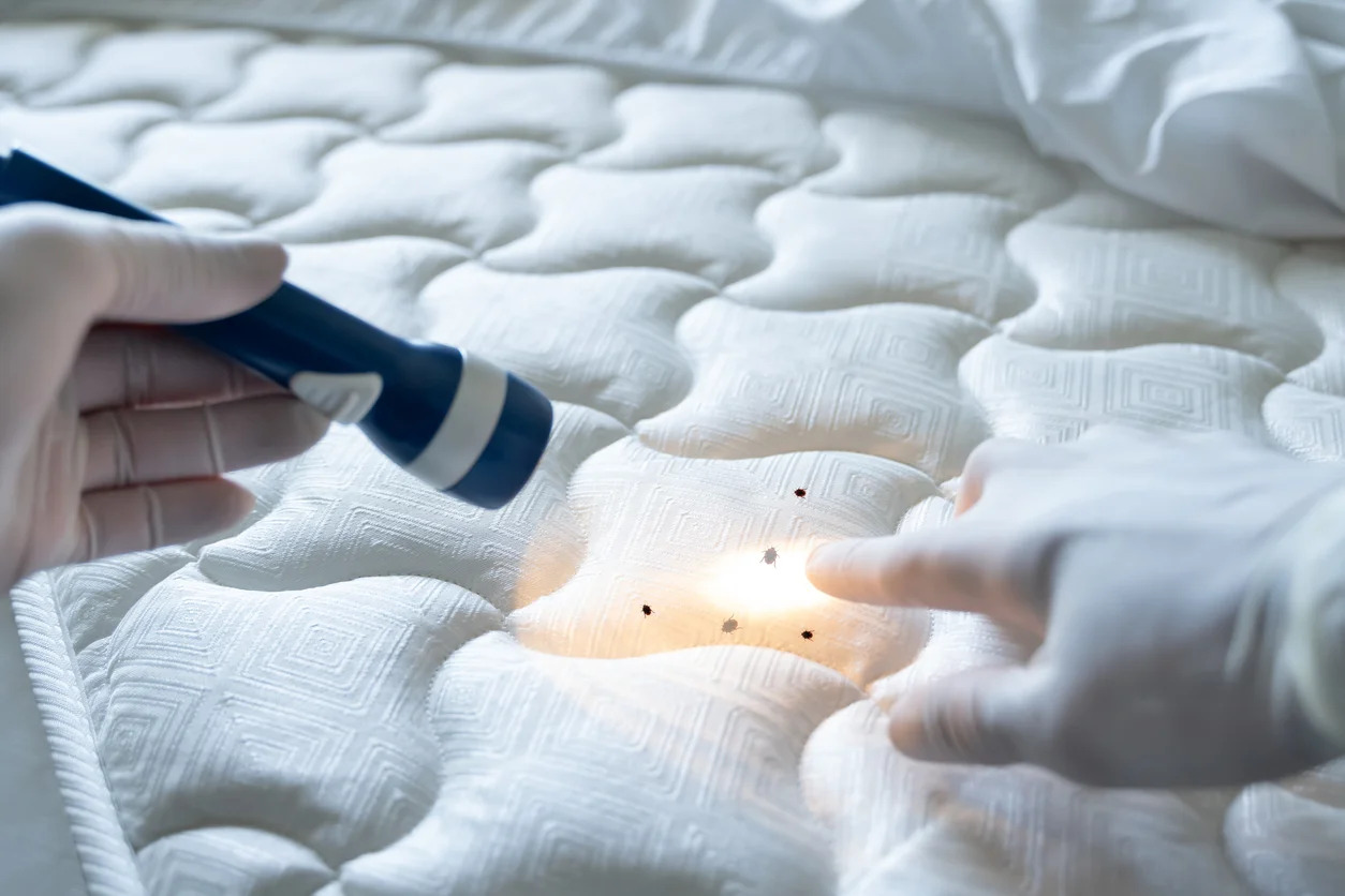 How To Kill Bed Bugs On A Mattress
