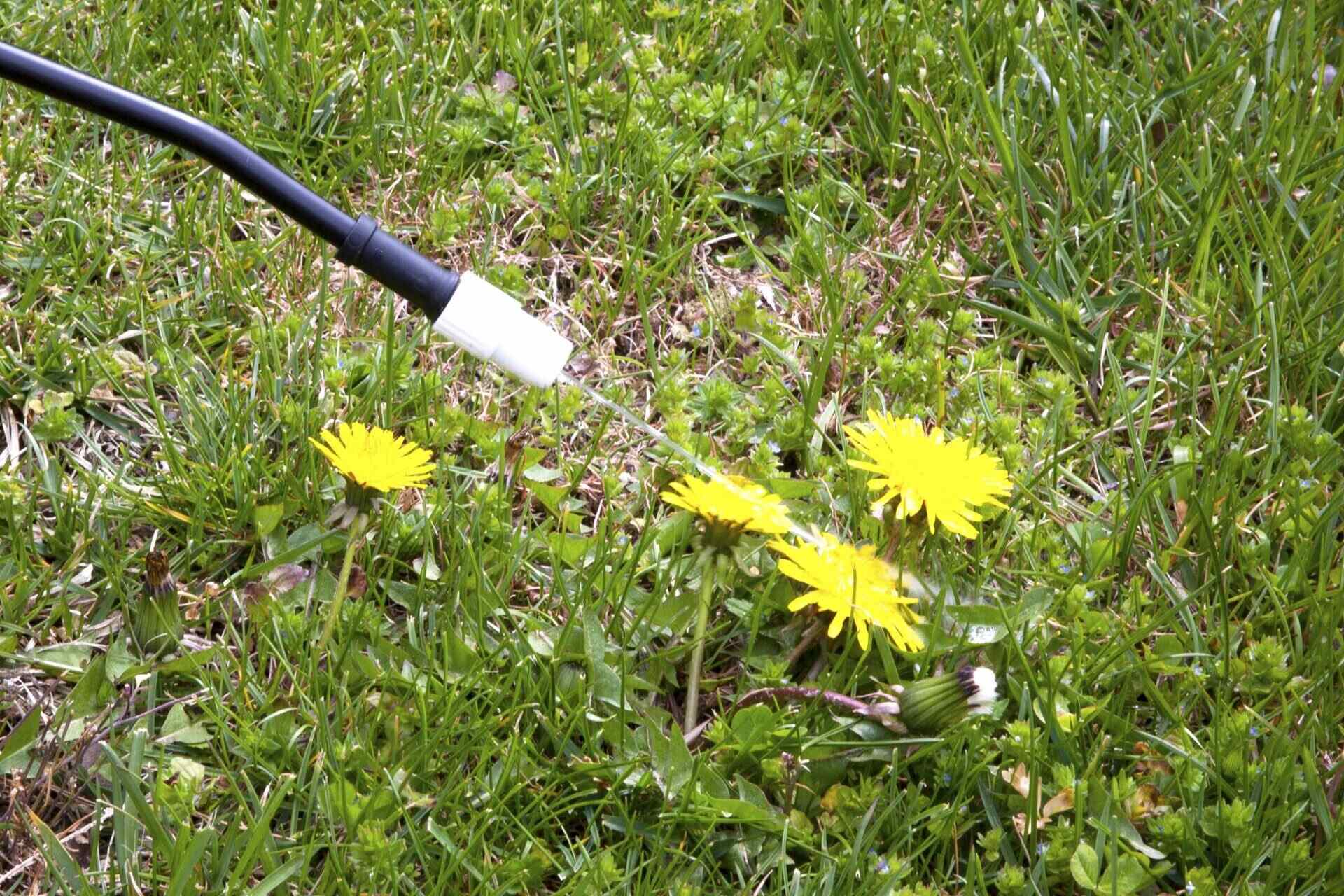 How To Kill Weeds In Lawns