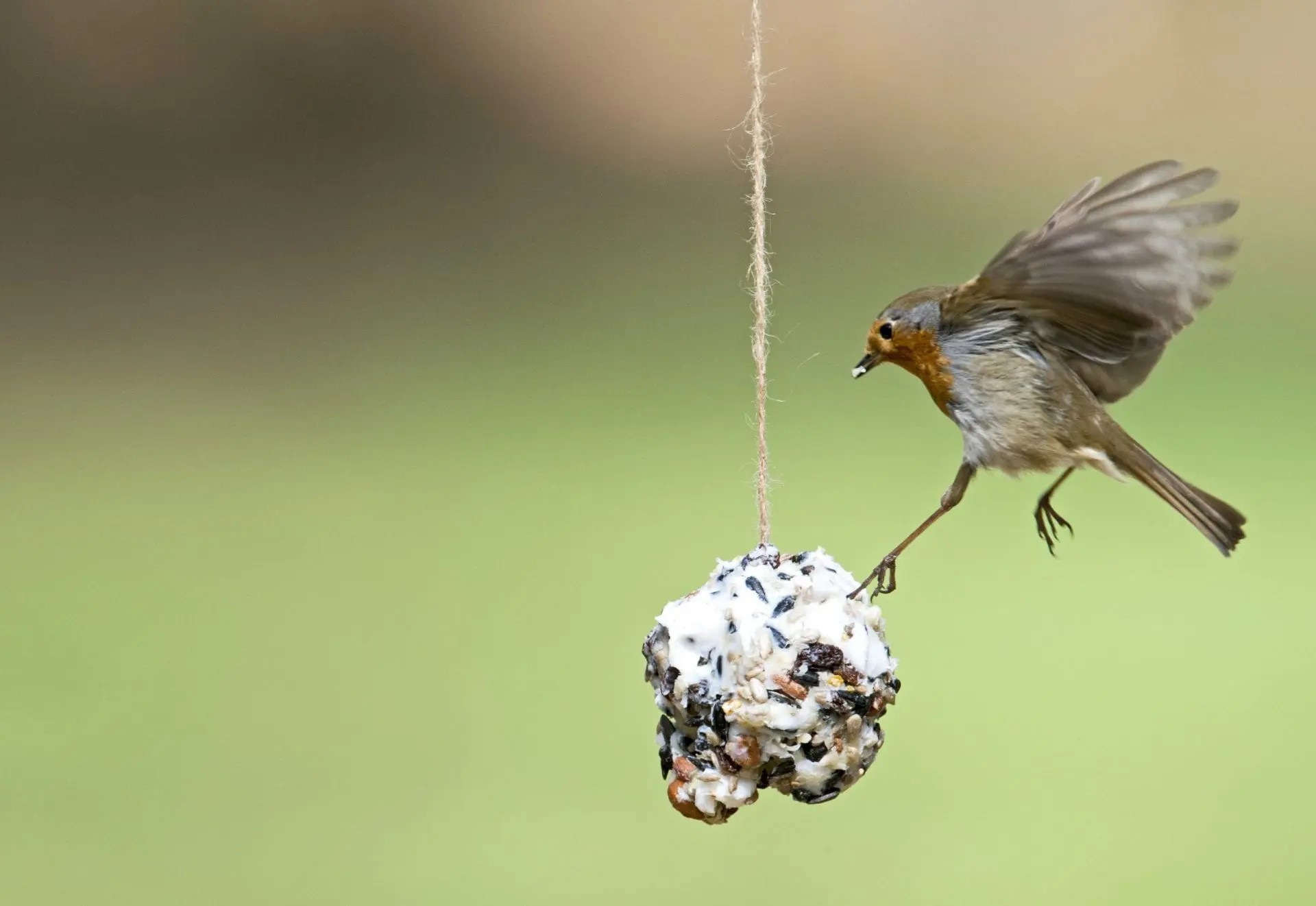 How To Make A Bird Seed Ball