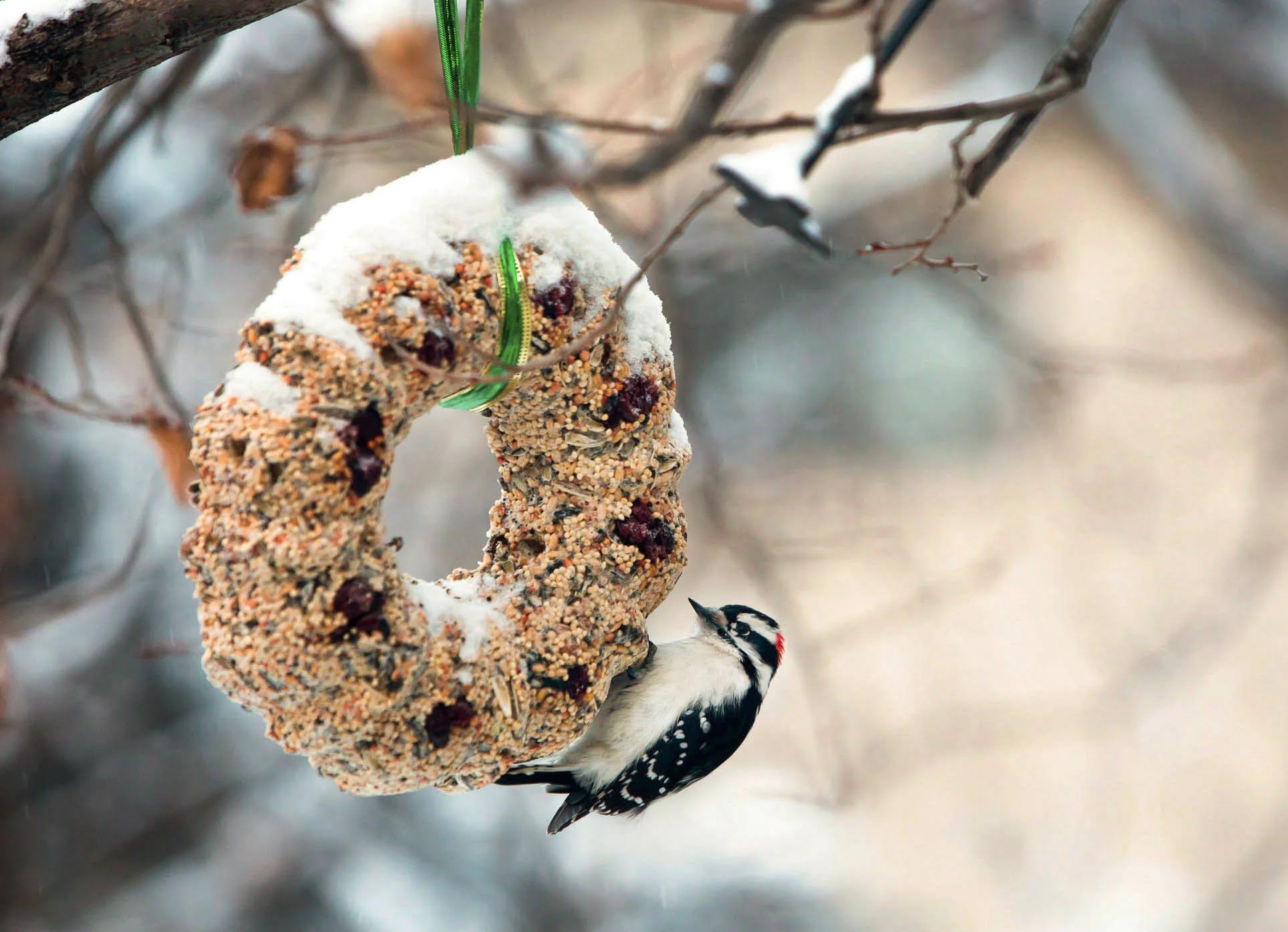How To Make A Bird Seed Wreath