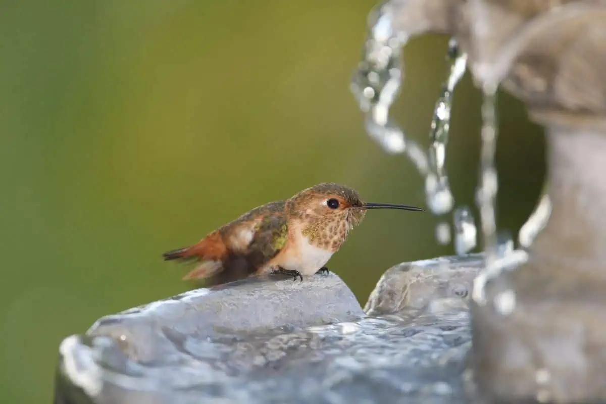 How To Make A Hummingbird Water Fountain