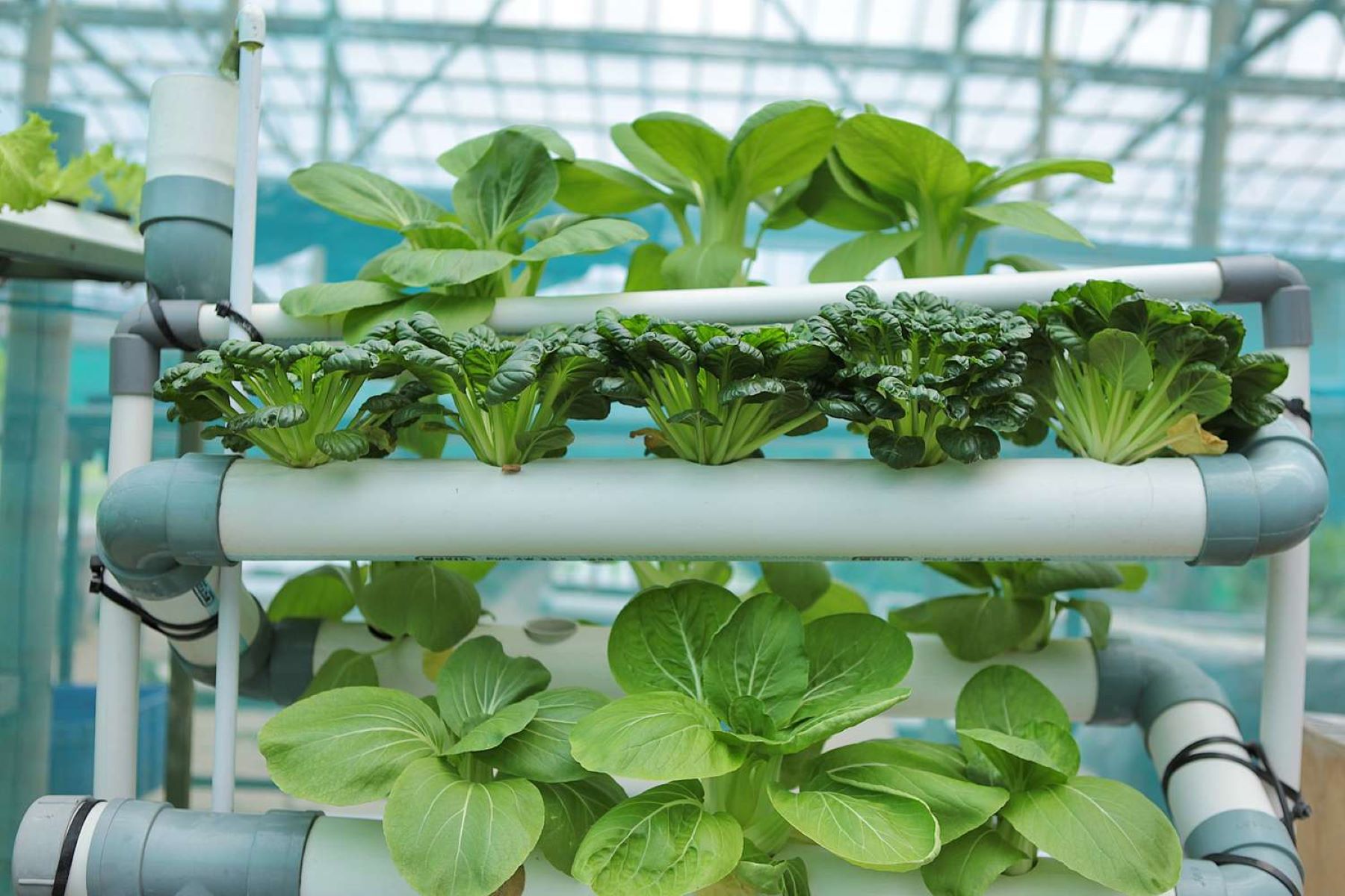 How To Make DIY Vertical Garden With PVC Pipe Hydroponics