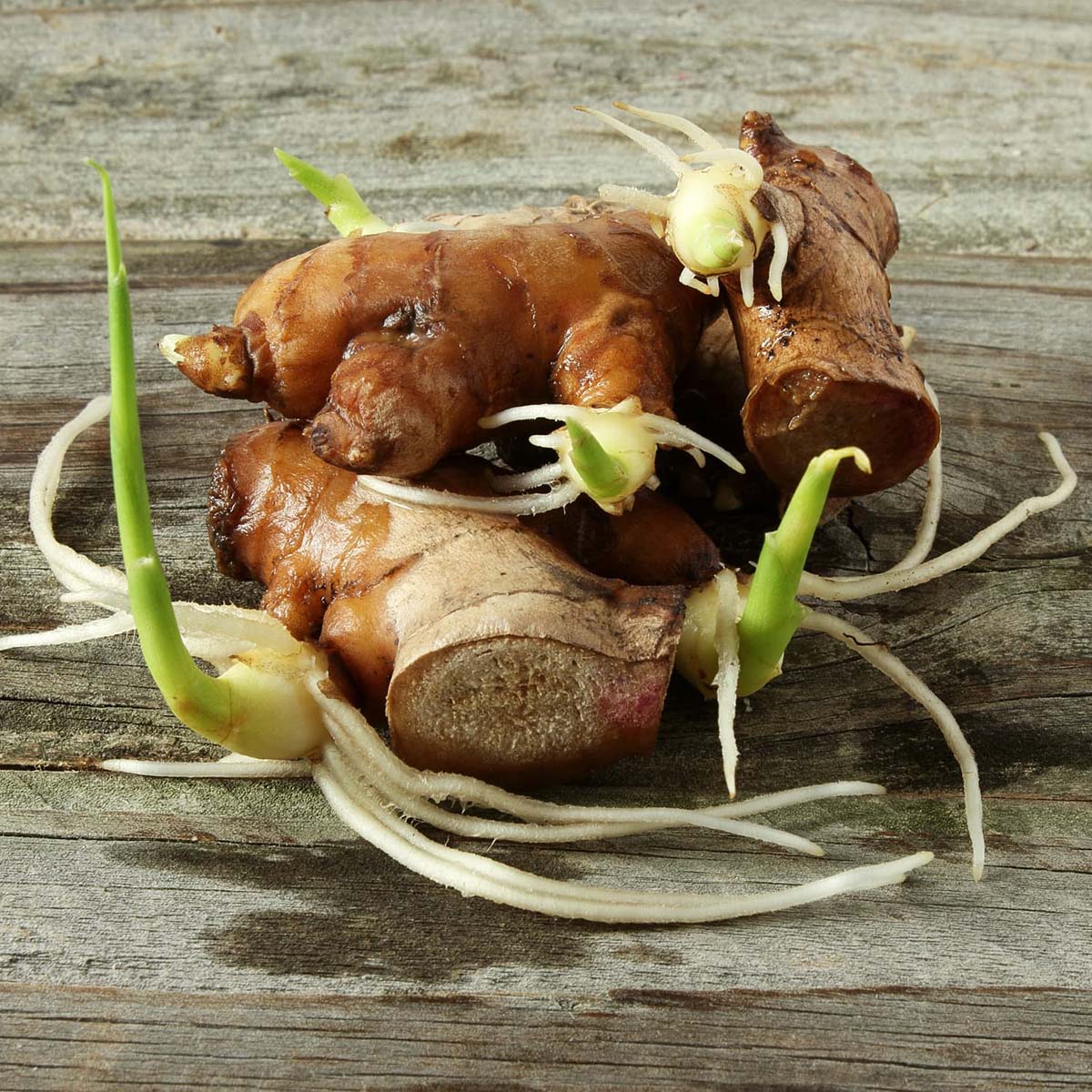 How To Make Ginger Germinate